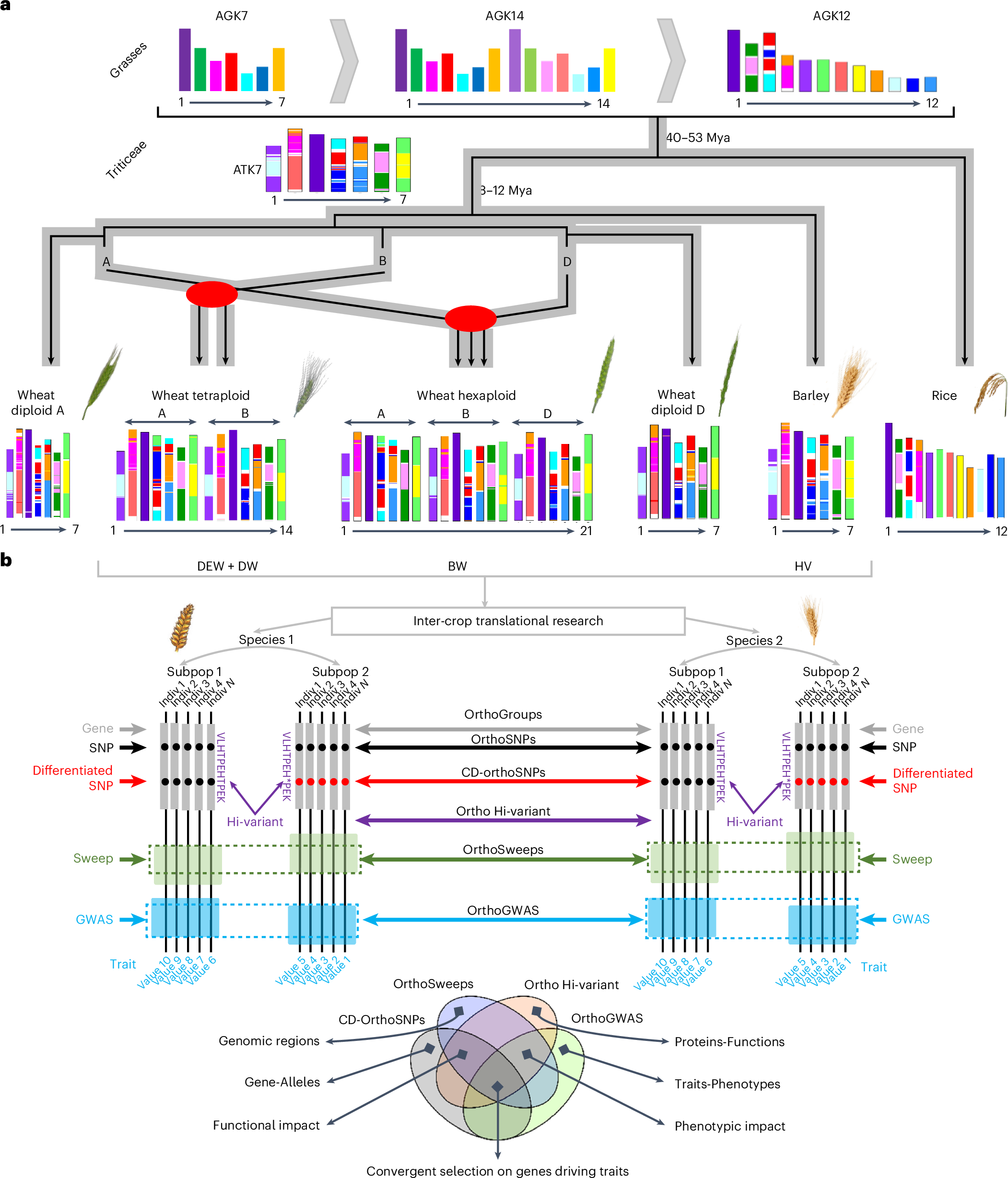 Photograph accompanying INRAE rebuilds ten ancestral plant genomes to shortlist wheat and barley climate genes