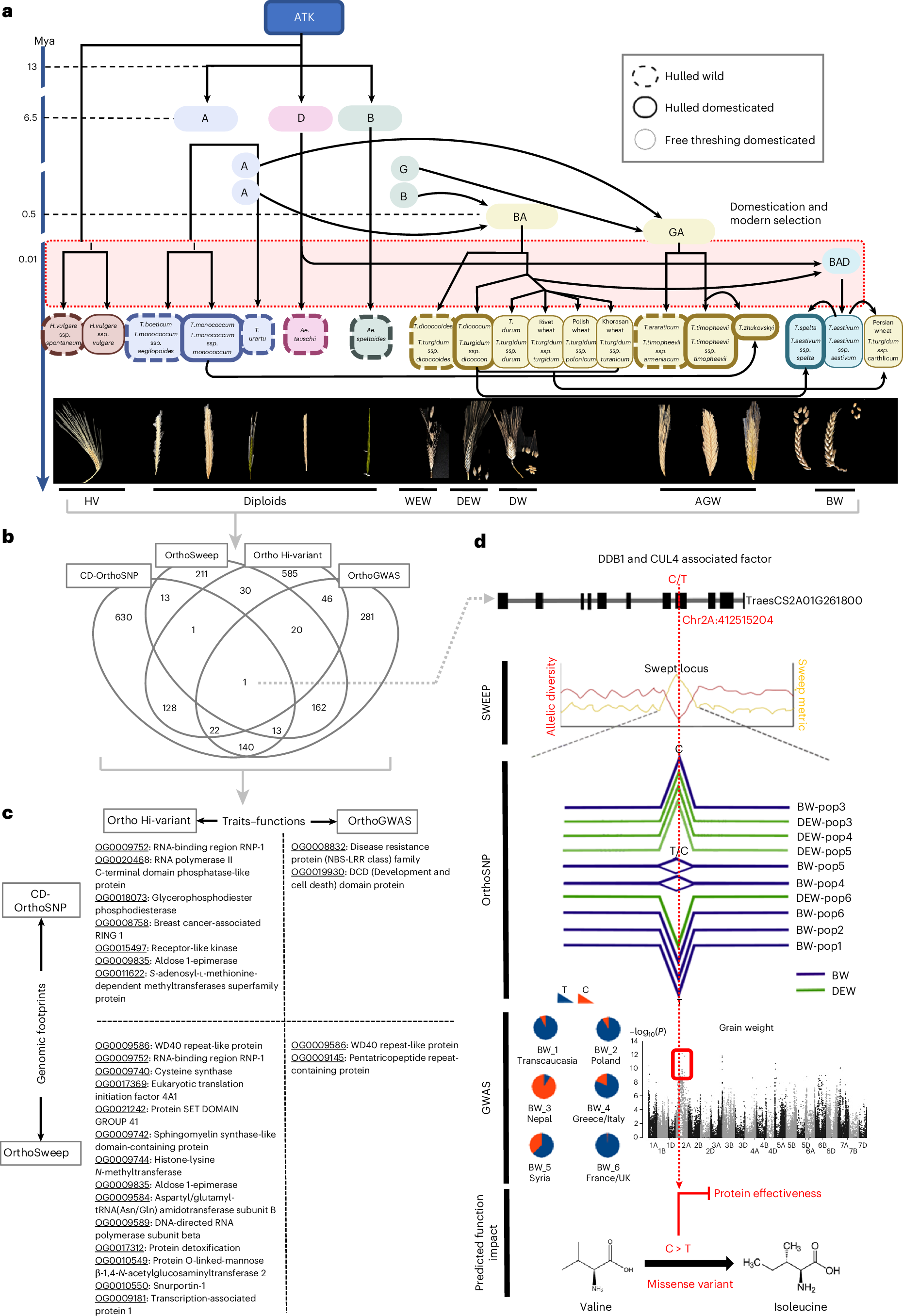 Fig. 7: Evolutionary model of the convergent selection history of Triticeae.