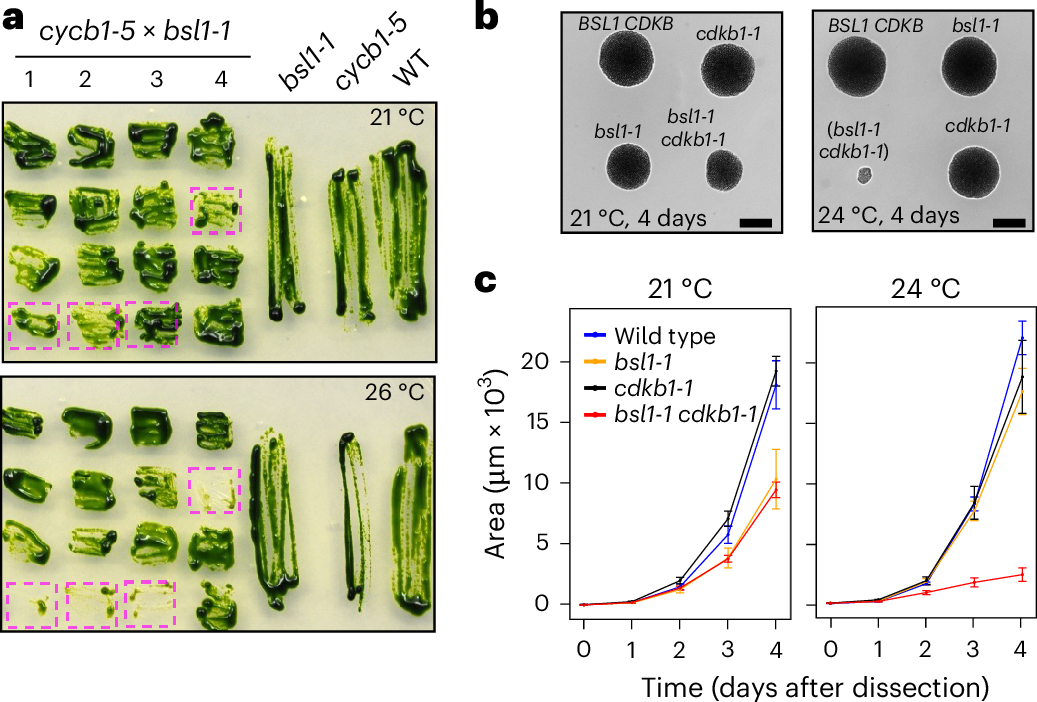 Fig. 4: bsl1-1 interacts genetically with cdkb1-1 and cycb1-5.