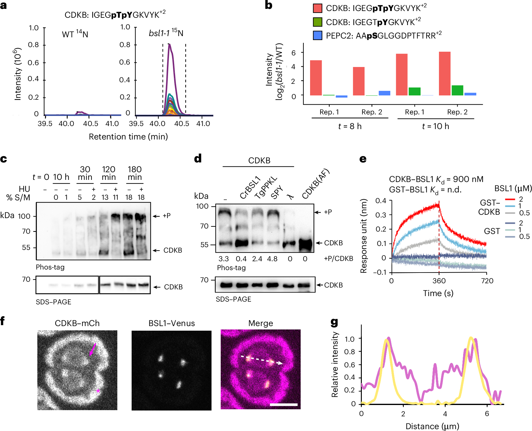 Fig. 5: BSL1 dephosphorylates CDKB1 at Thr14/Tyr15.