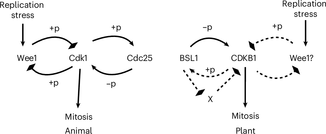 Fig. 7: Proposed model for the roles of BSL1 and CDKB1 in the control of mitosis in Chlamydomonas compared with animals.