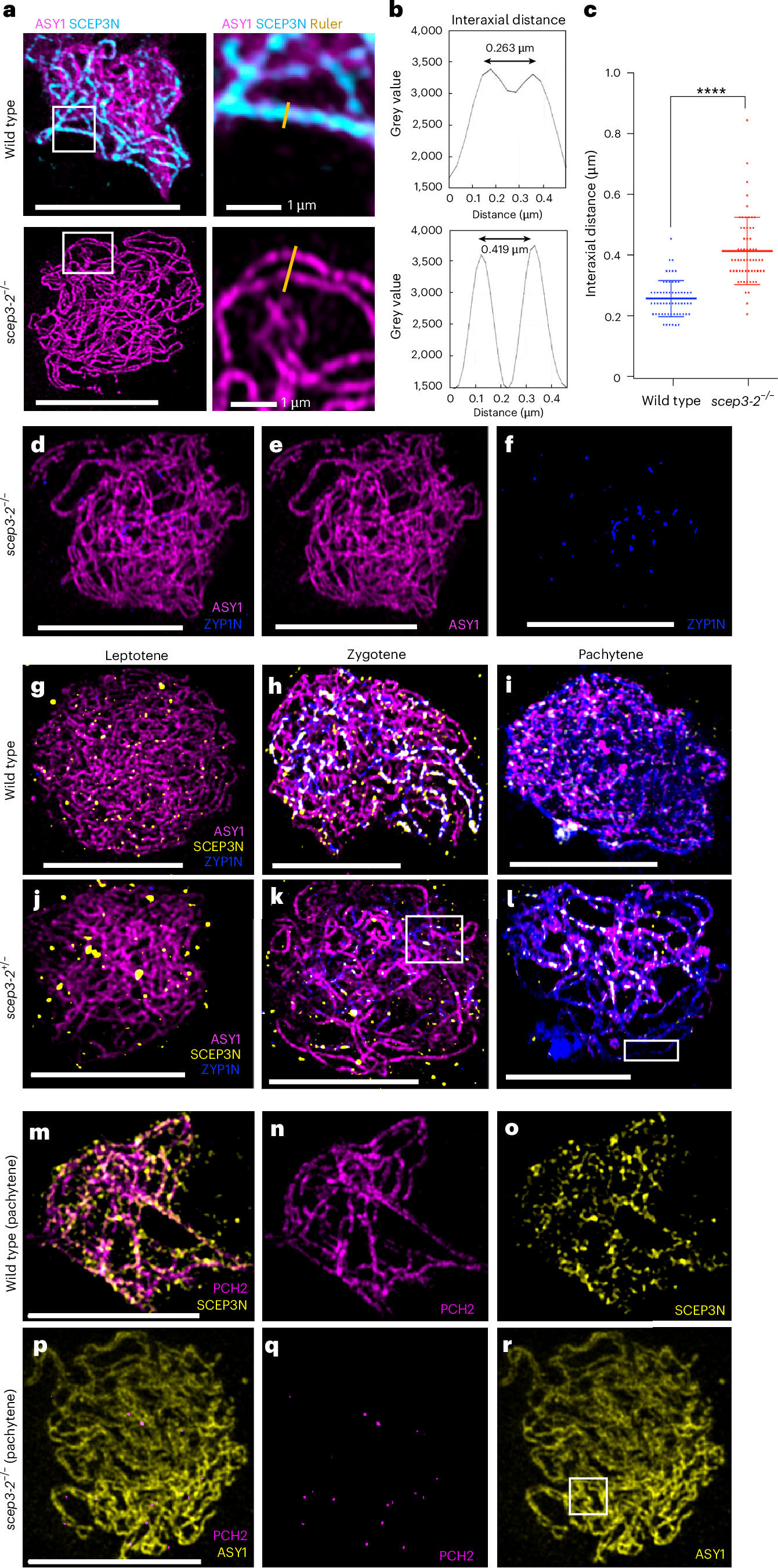 Fig. 3: Interaxial distances measured at pachytene in the wild type and at the pachytene-like stage in the asynaptic scep3−/− mutant.