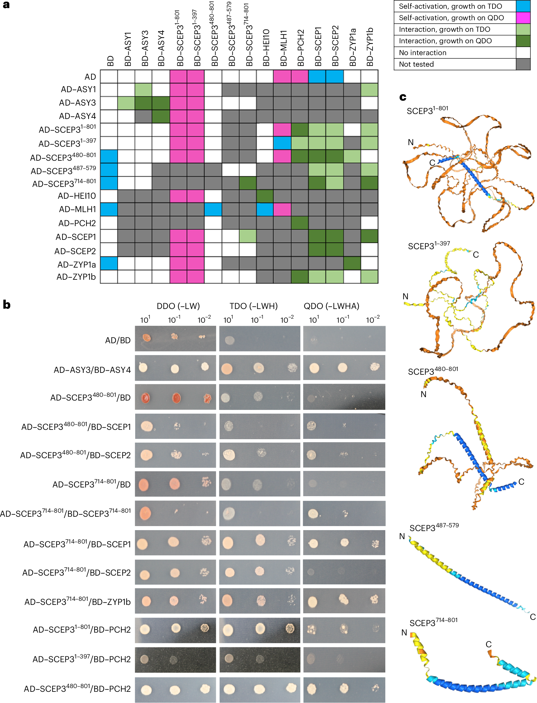 Fig. 5: SCEP3 strongly interacts with SC proteins in Y2H.