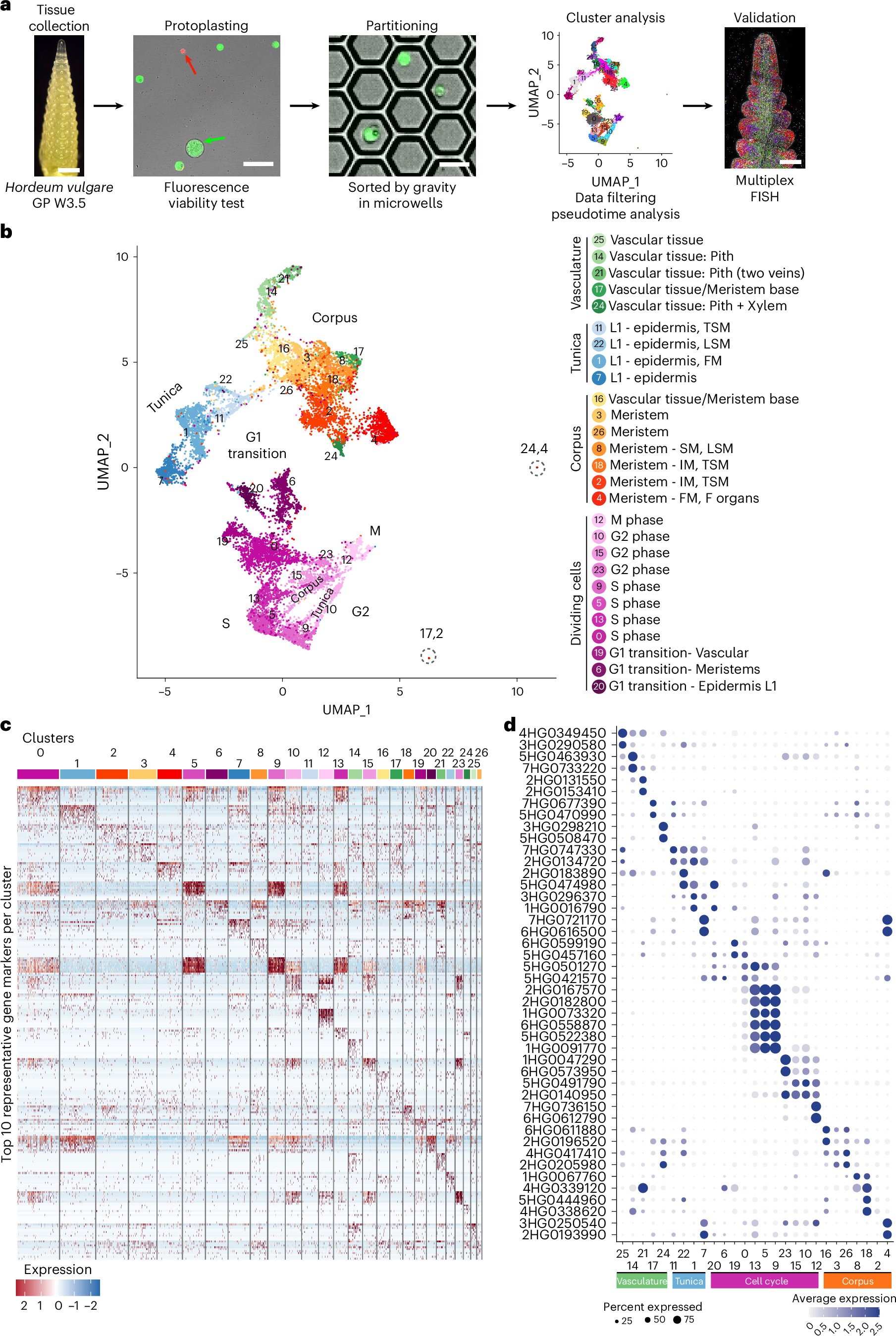 Fig. 2: A single-cell atlas from developing barley spikes.