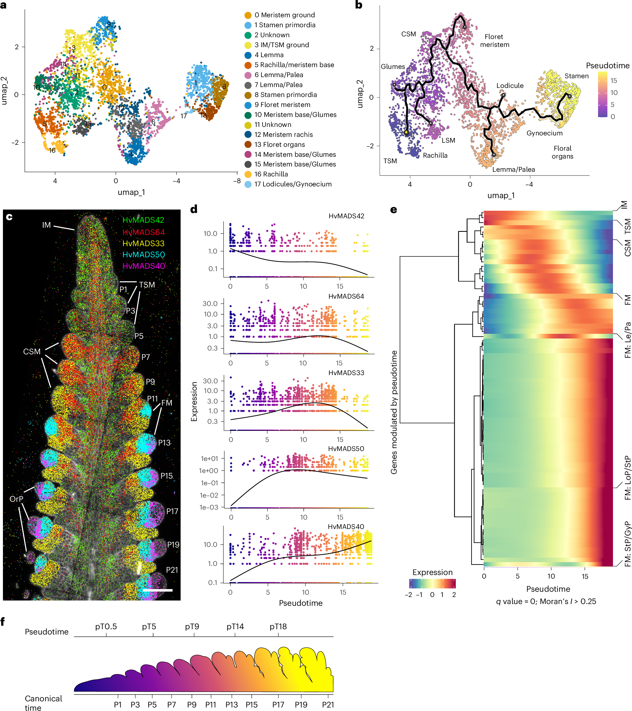 Fig. 4: Subclustering in corpus cells postulates MADS-box transcription factor genes as markers for specific meristems and organ formation.