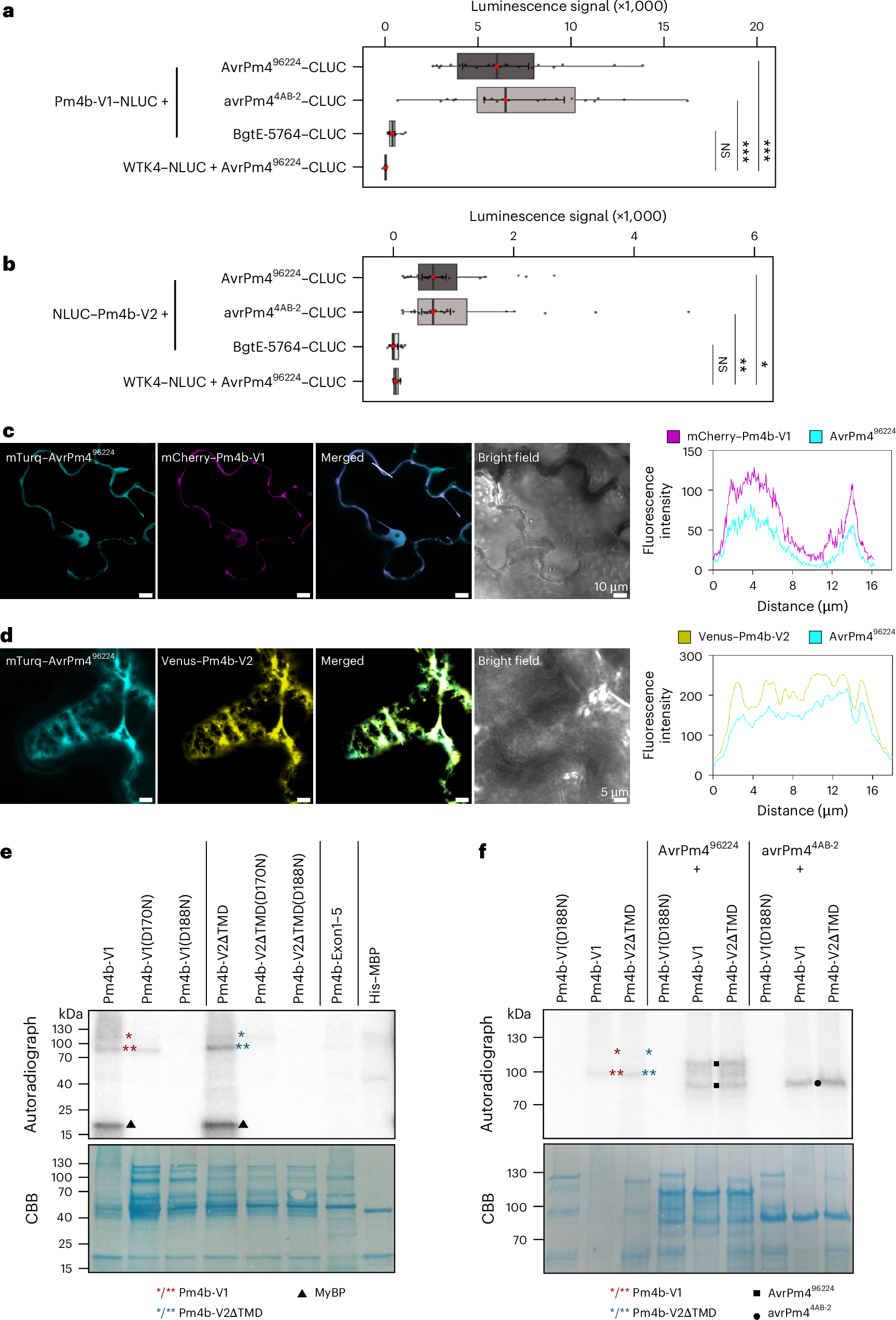 Fig. 3: AvrPm496224 interacts with both Pm4b isoforms V1 and V2.
