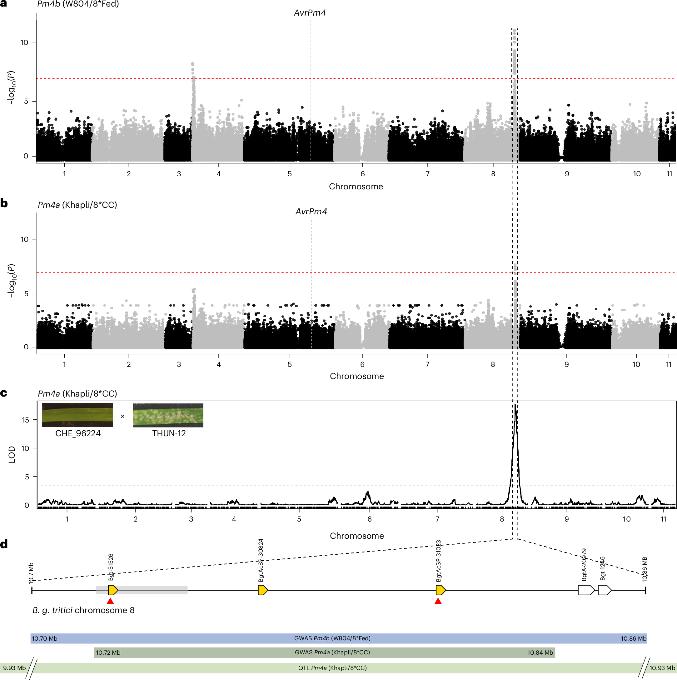 Fig. 4: GWAS and QTL mapping identify a common locus on B. g. tritici chromosome 8 controlling virulence on Pm4b and Pm4a.