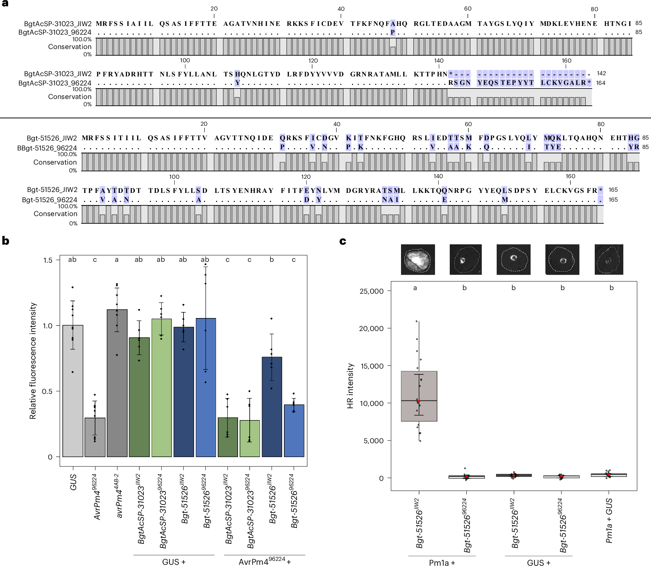 Fig. 5: AvrPm496224-induced cell death in Pm4-containing wheat protoplasts is suppressed by co-expression of SvrPm4JIW2.