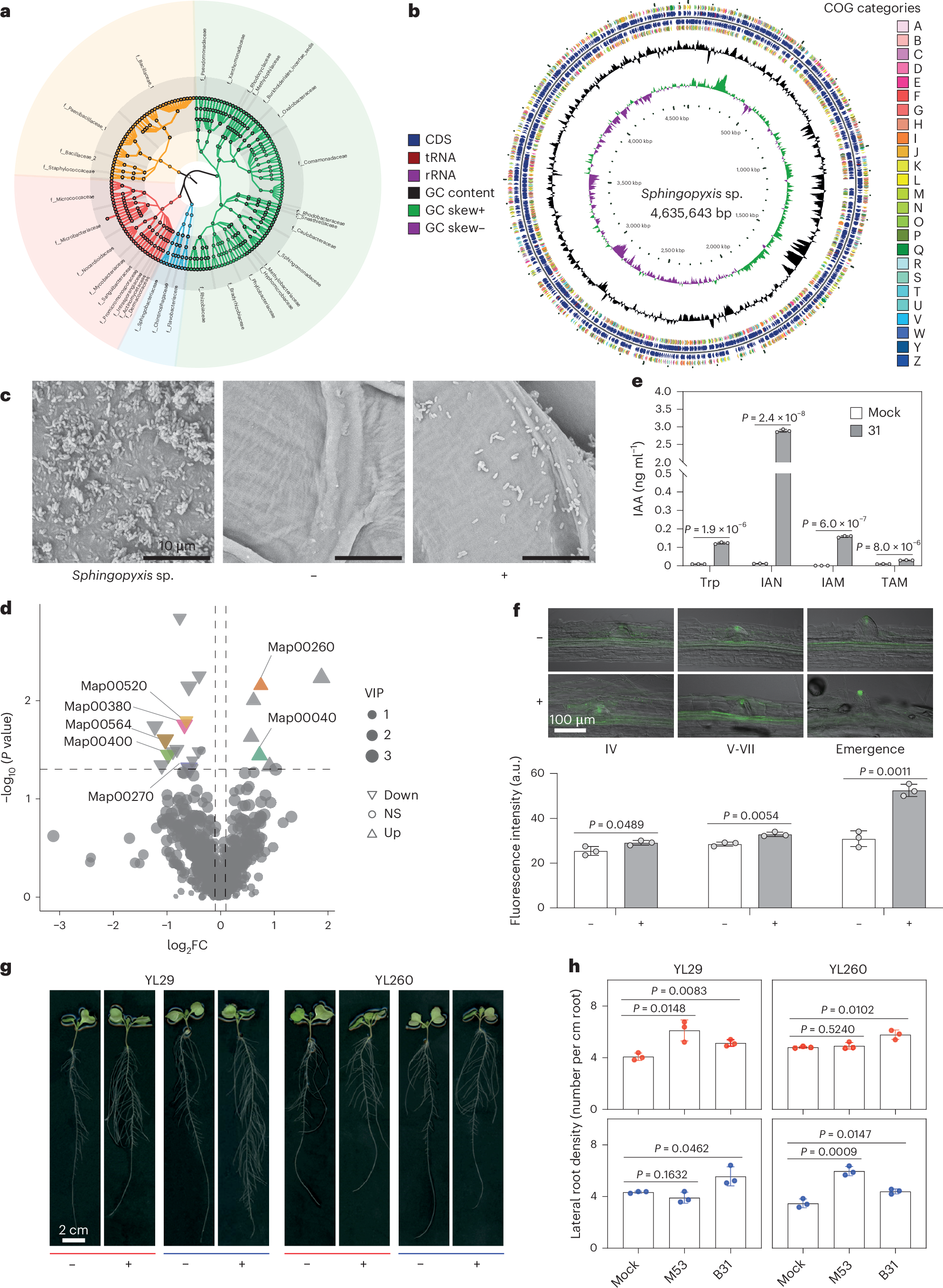 Fig. 3: Identification of a novel bacterial taxon Sphingopyxis involved in auxin-mediated lateral root formation in B. napus.