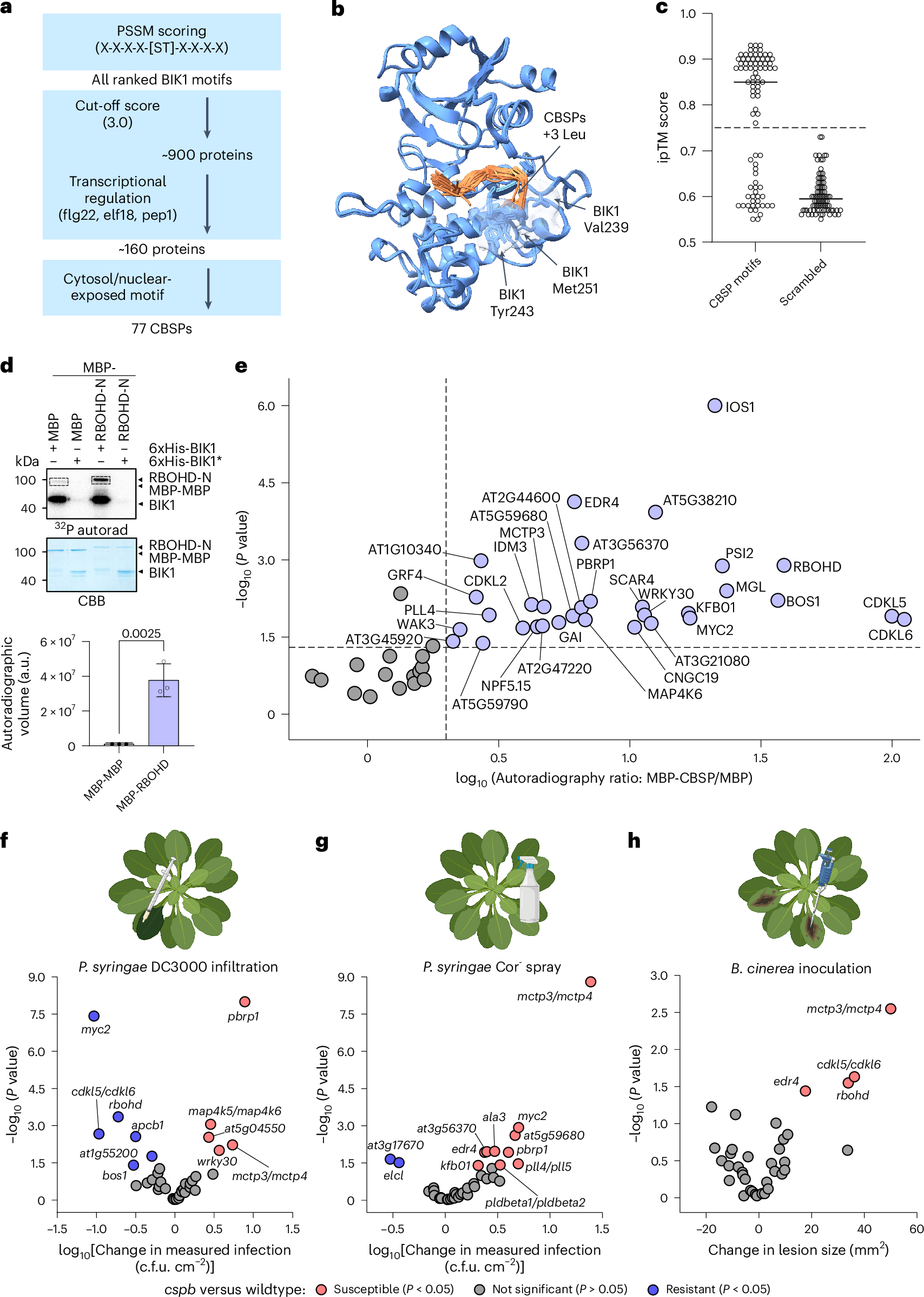 Fig. 2: The CBSP screen reveals novel BIK1 substrates regulating immunity.