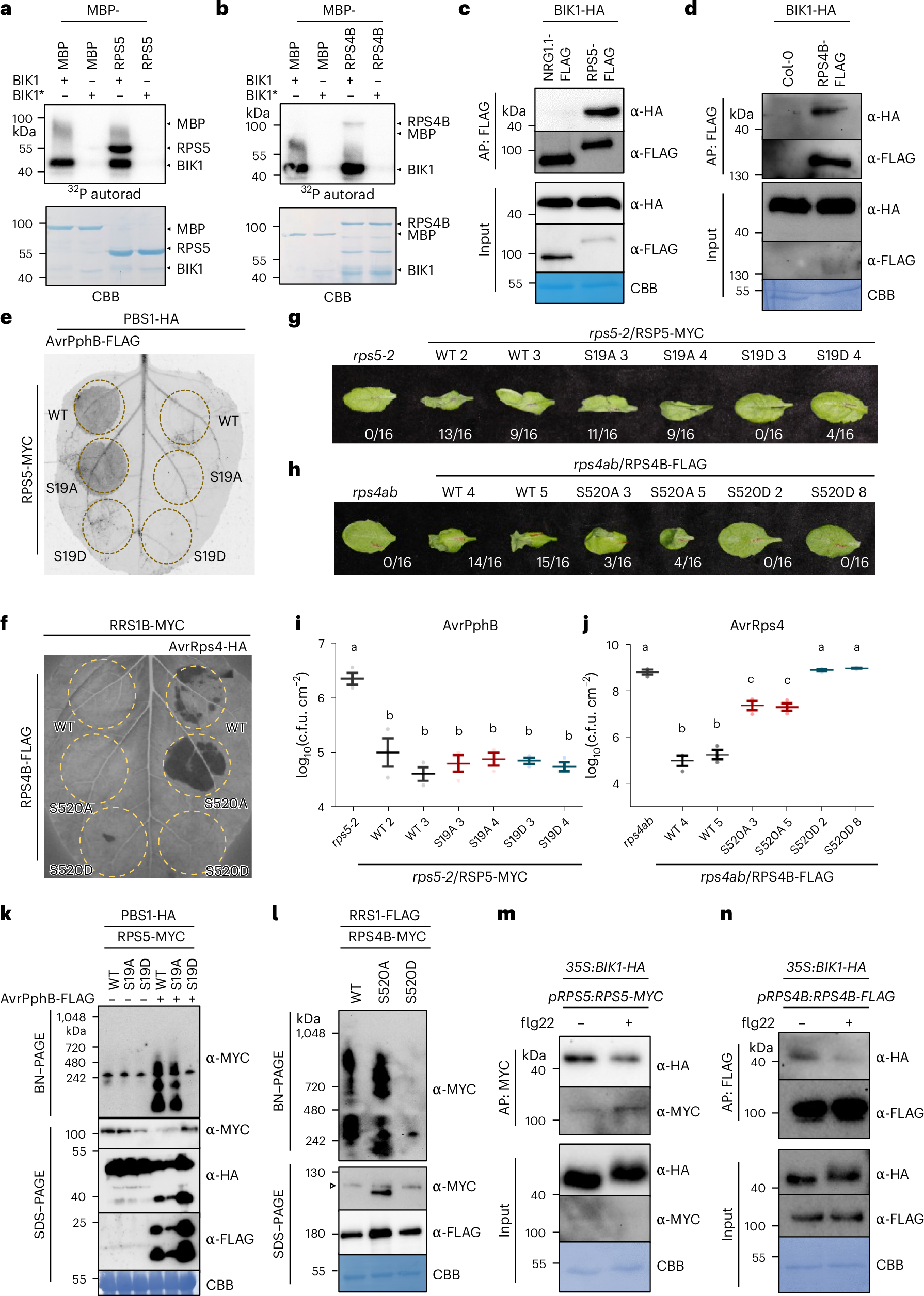 Fig. 4: BIK1 regulates NLR activation via phosphorylation.