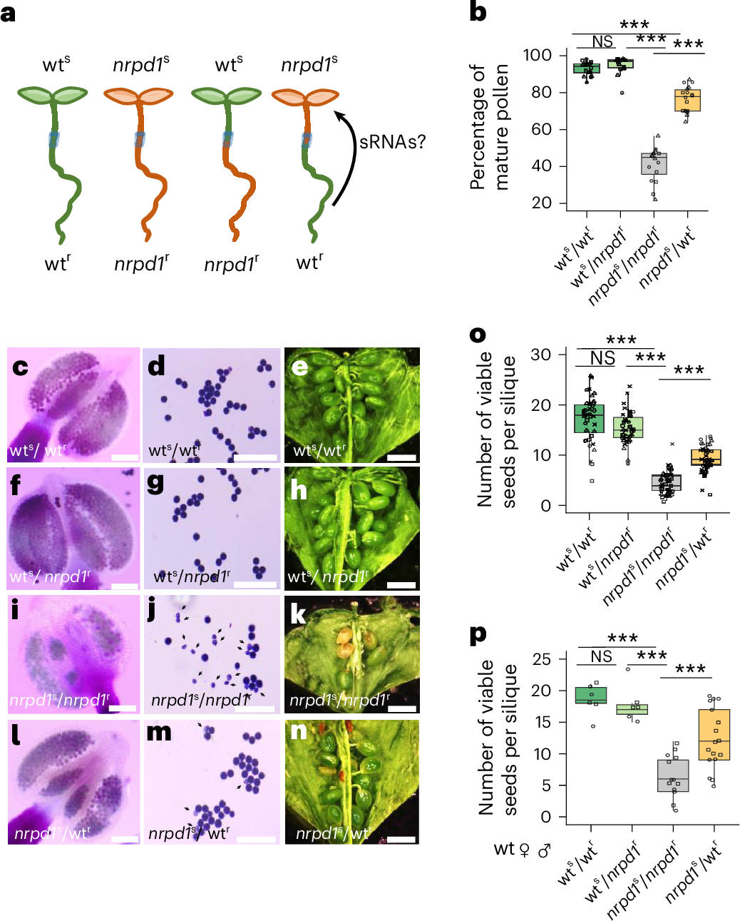 根からのシグナルが花粉発達を制御する仕組みを解明 (Signals from the Roots Control Pollen Development)