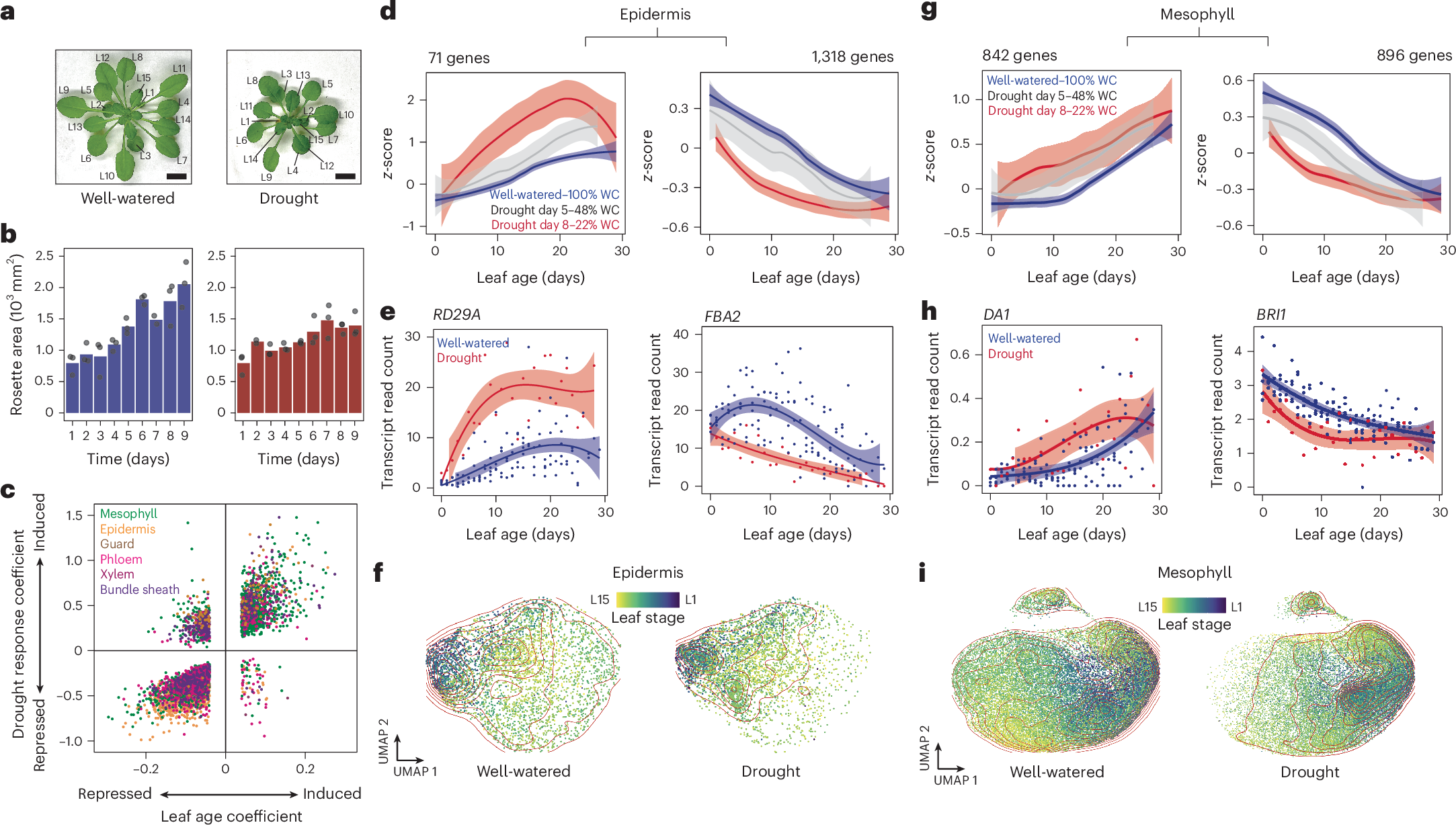 Fig. 2: Drought stress promotes leaf-ageing transcriptional dynamics.