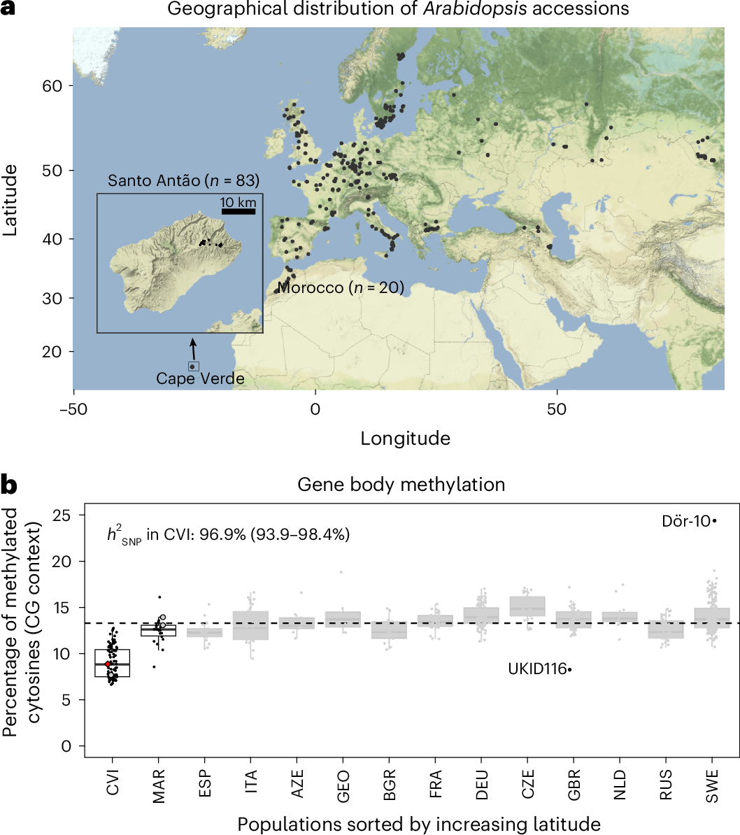 A VIM2/4 deletion, and premature truncations of CMT2 and FBX5 , drive DNA methylation changes after colonization of a novel habitat