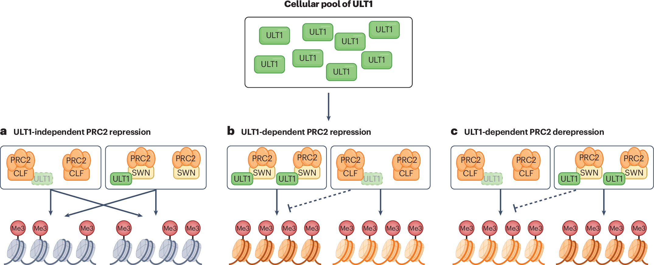 ULTRA(PETALA)-boosted plant Polycomb