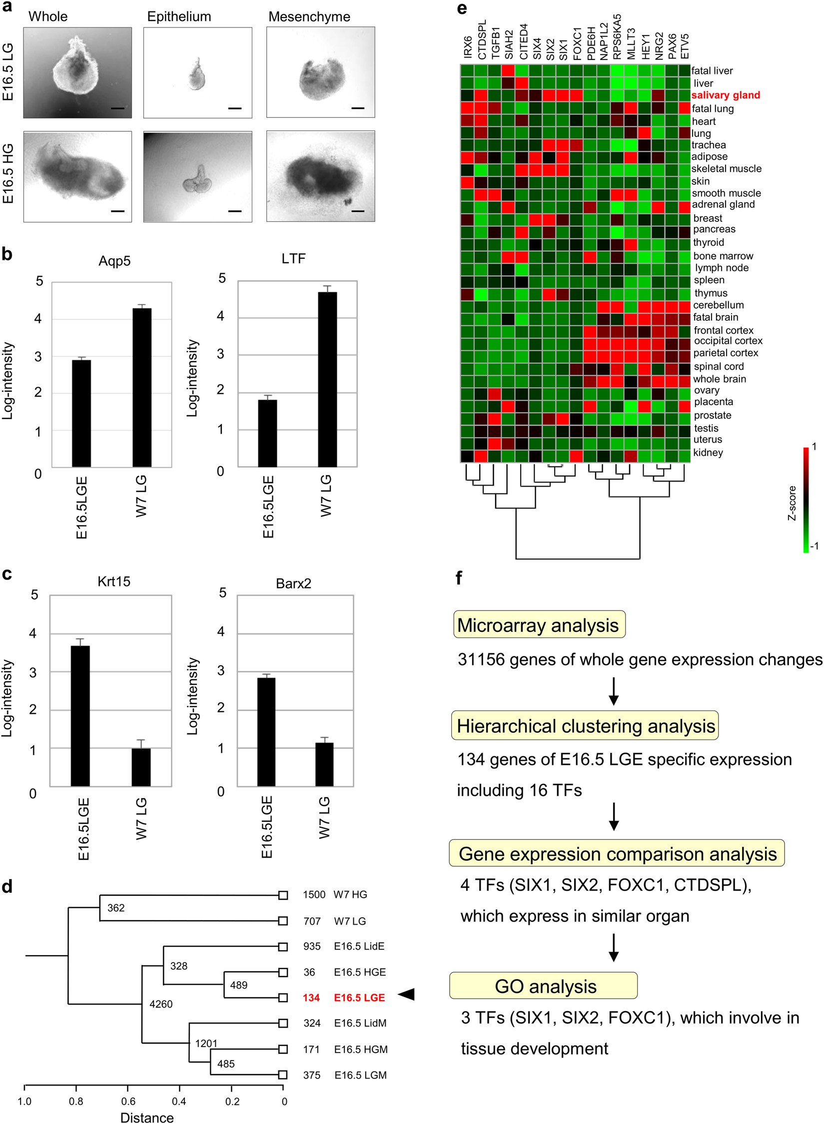 Identification of transcription factors that promote the differentiation of  human pluripotent stem cells into lacrimal gland epithelium-like cells |  npj Aging