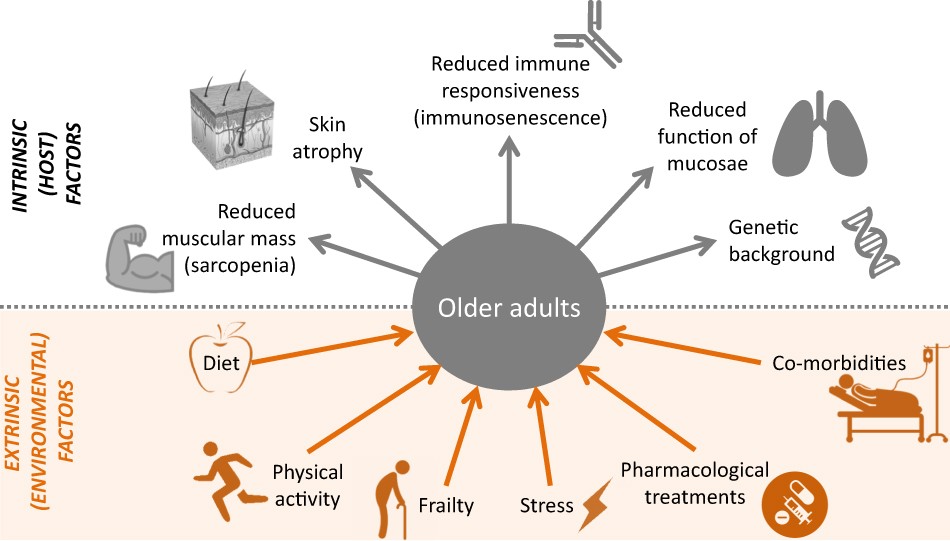 Immunosenescence. Homelinic personal-Aging. Conditioning process