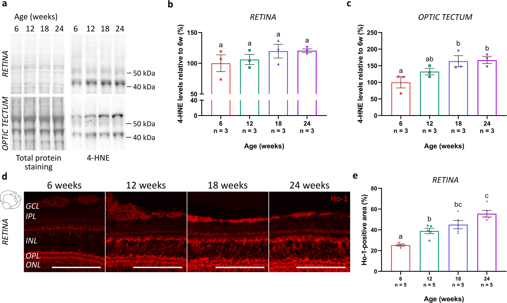 Fig. 2: Elevated levels of oxidative stress in the aged killifish retinotectal system.