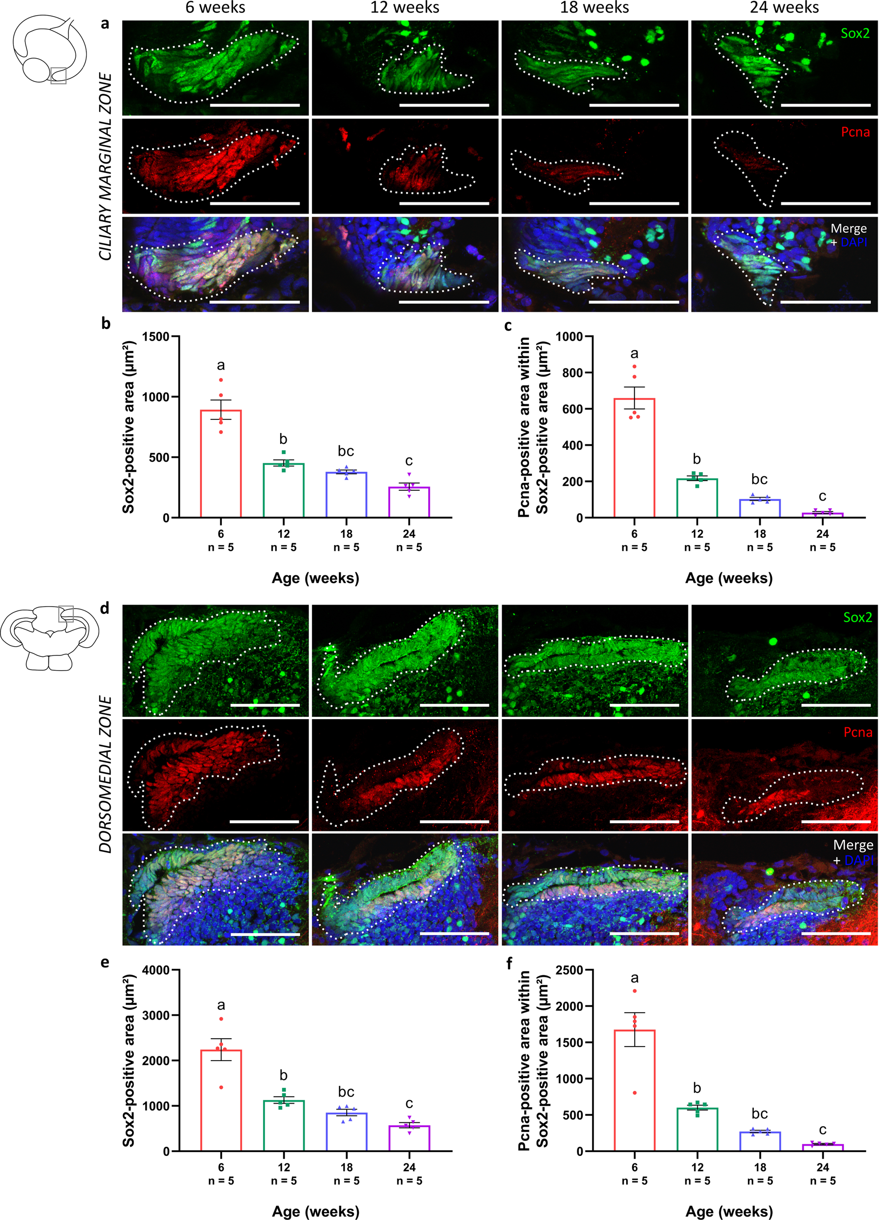 Fig. 7: Reduced number of (proliferating) stem cells in the old killifish visual system.