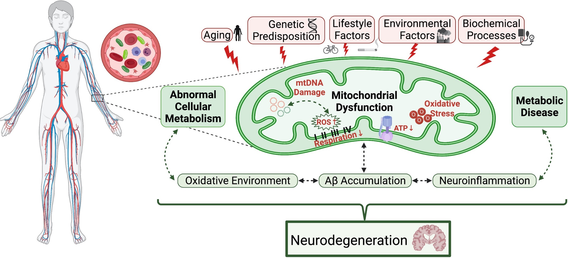 Mitochondrial DNA oxidative mutations are elevated in Mexican American women potentially implicating Alzheimers disease npj Aging