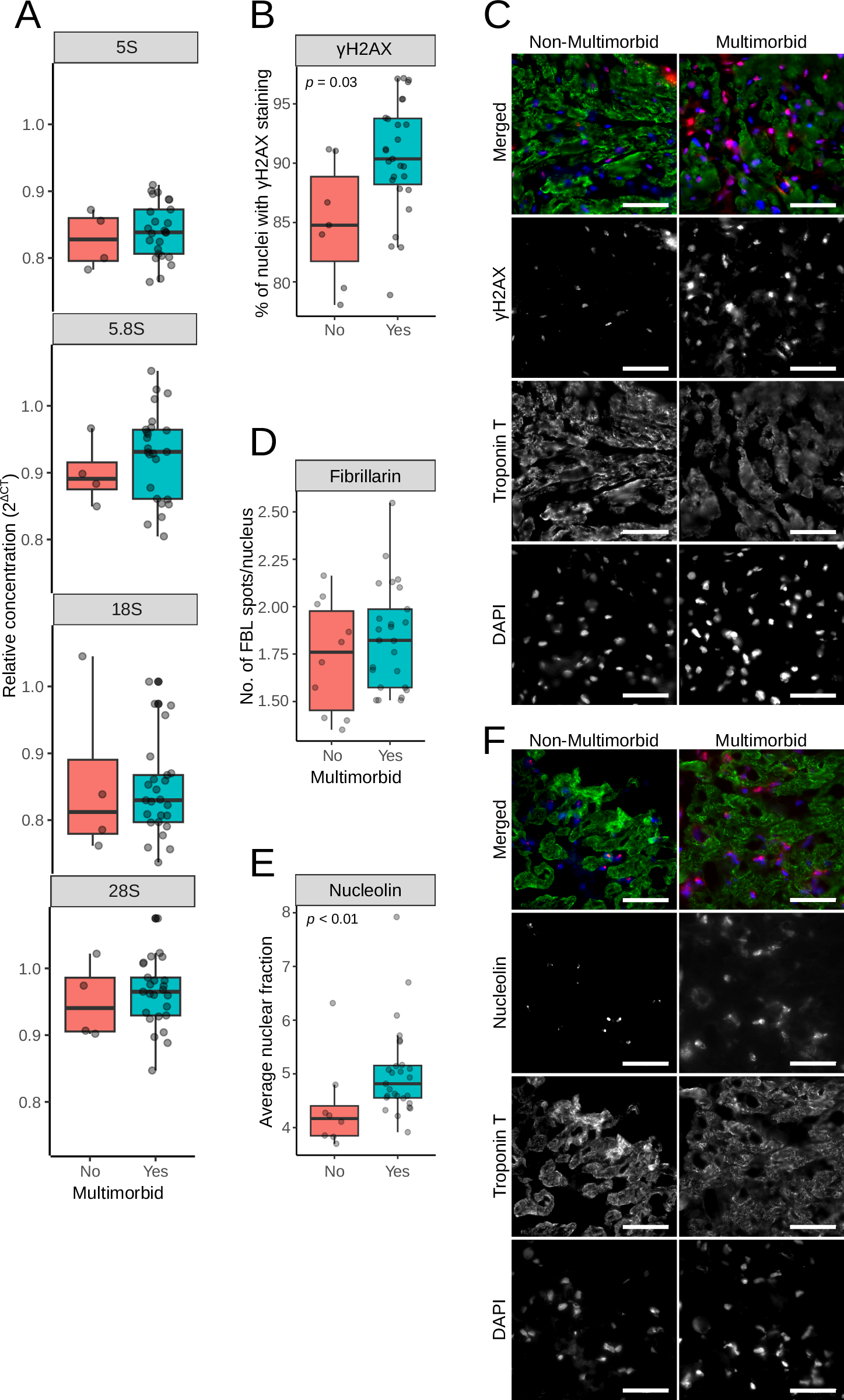 Fig. 7: DNA damage and nucleolar stress in myocardium.