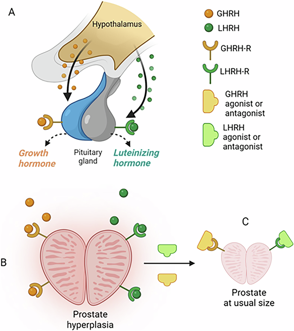 ipamorelin prostate A 50-year journey in the development of treatment for benign prostatic  hyperplasia
