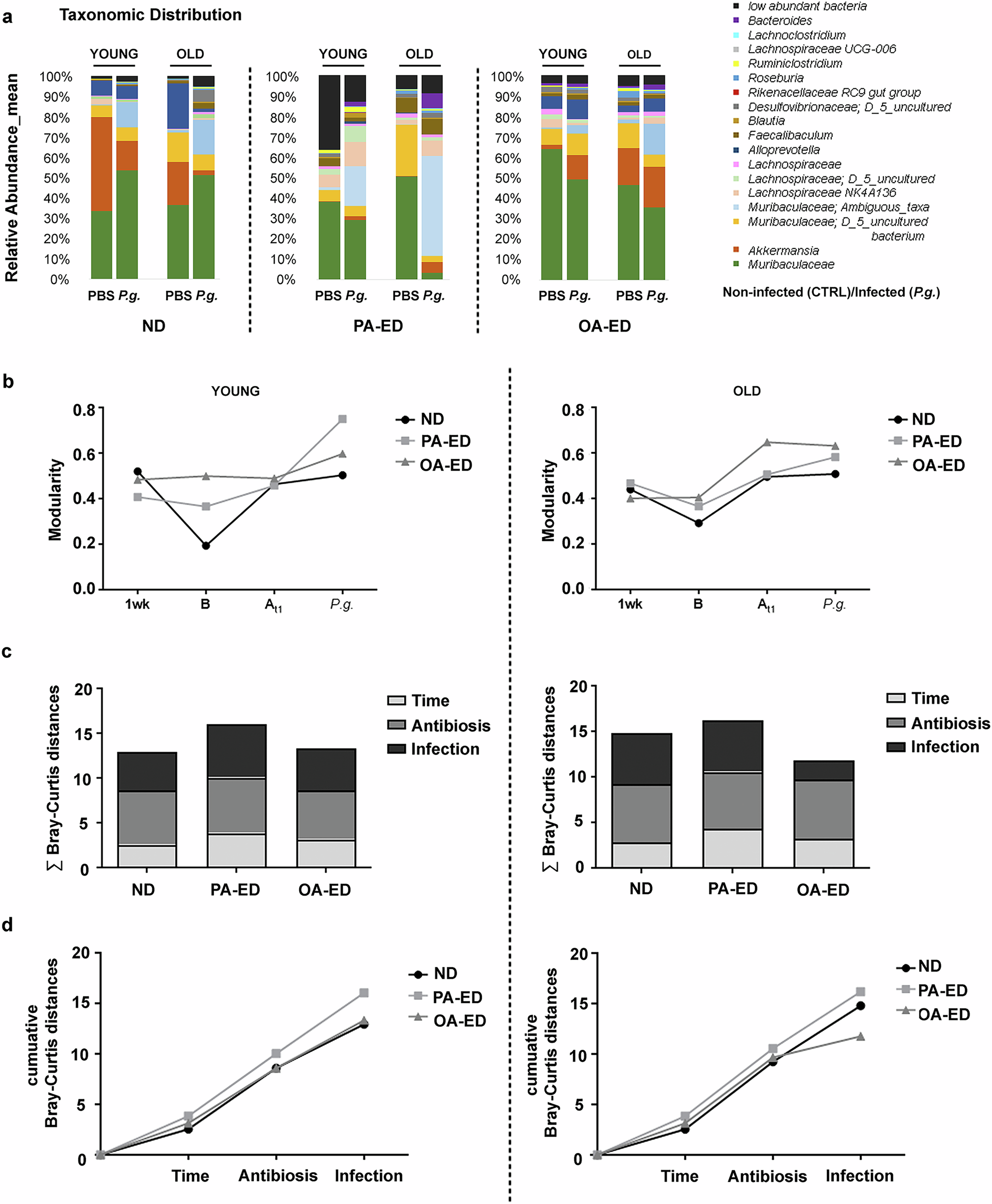 Fig. 4: Palmitic acid destabilizes microbiome of old animals making it more susceptible to P. gingivalis- induced changes.