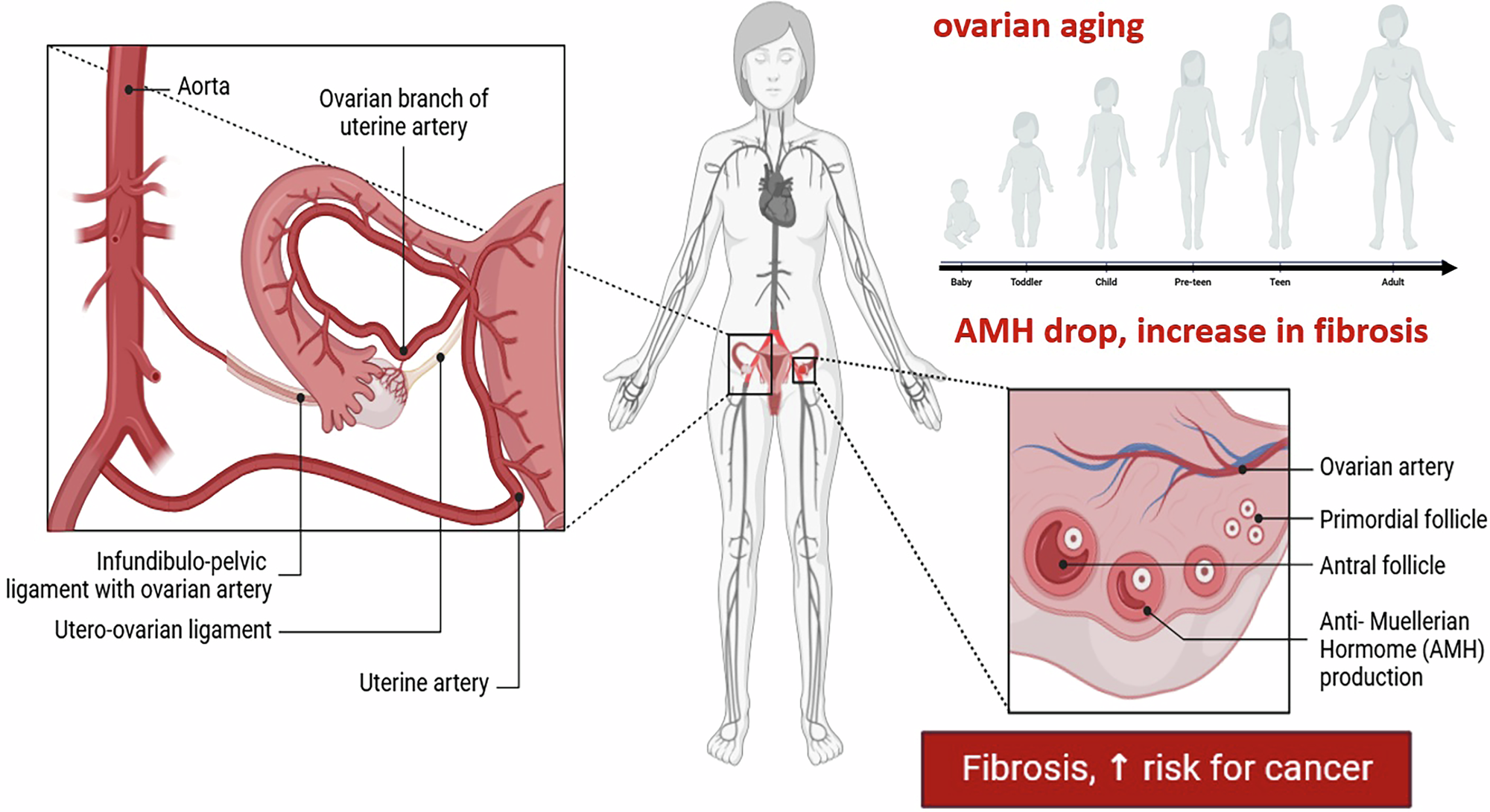 Fig. 1: Scheme showing the phenomenon of ovarian aging and its effects on the decrease of the antral follicle count (AFC), and of the anti-Muellerian Hormone (AMH) in the bloodstream of women with advancing age.