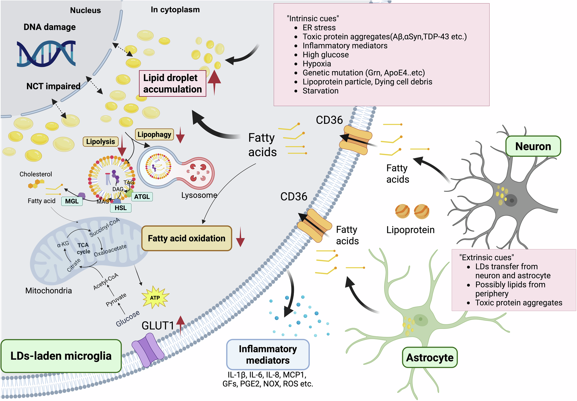 Fig. 2: Mechanisms of excessive lipid droplet accumulation and metabolic dysfunction in microglia.