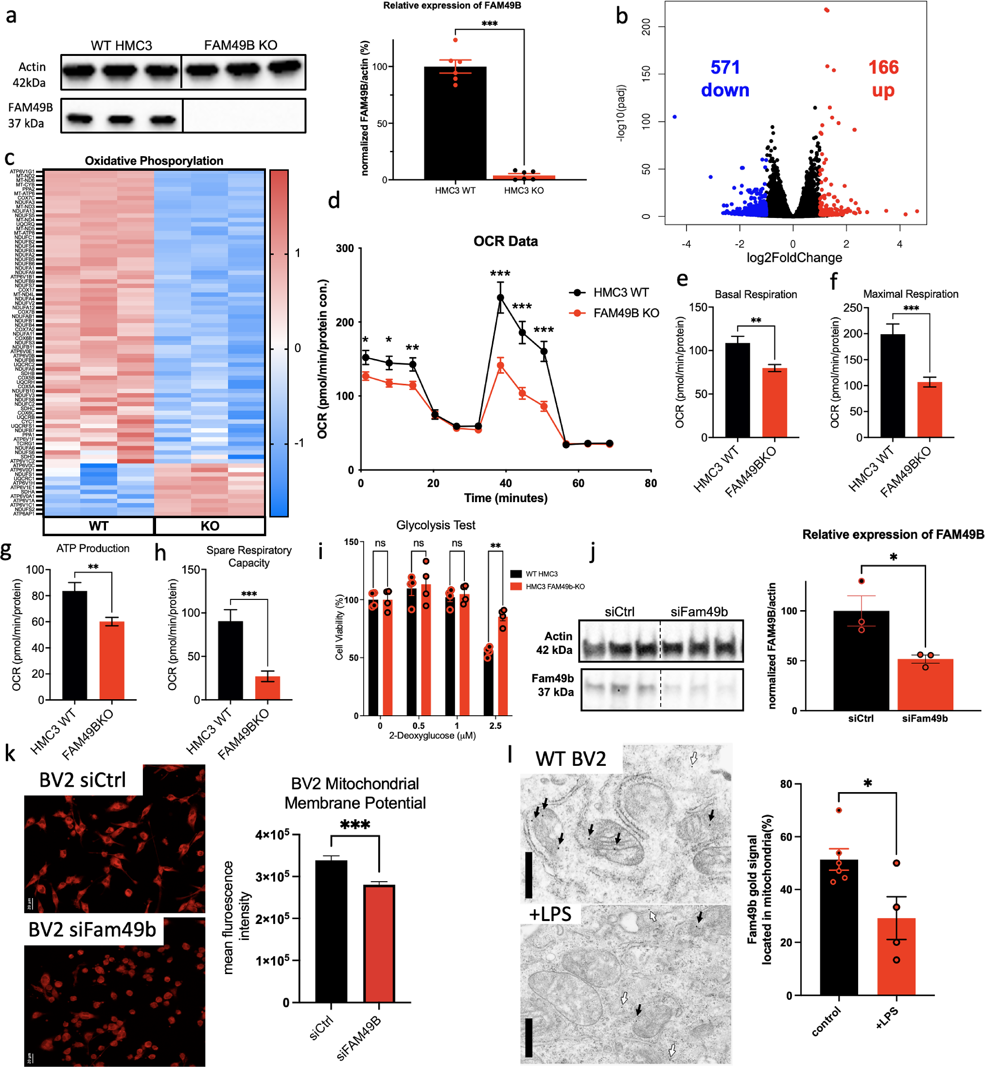 Fig. 2: Reduced expression of FAM49B in microglia causes metabolic changes.