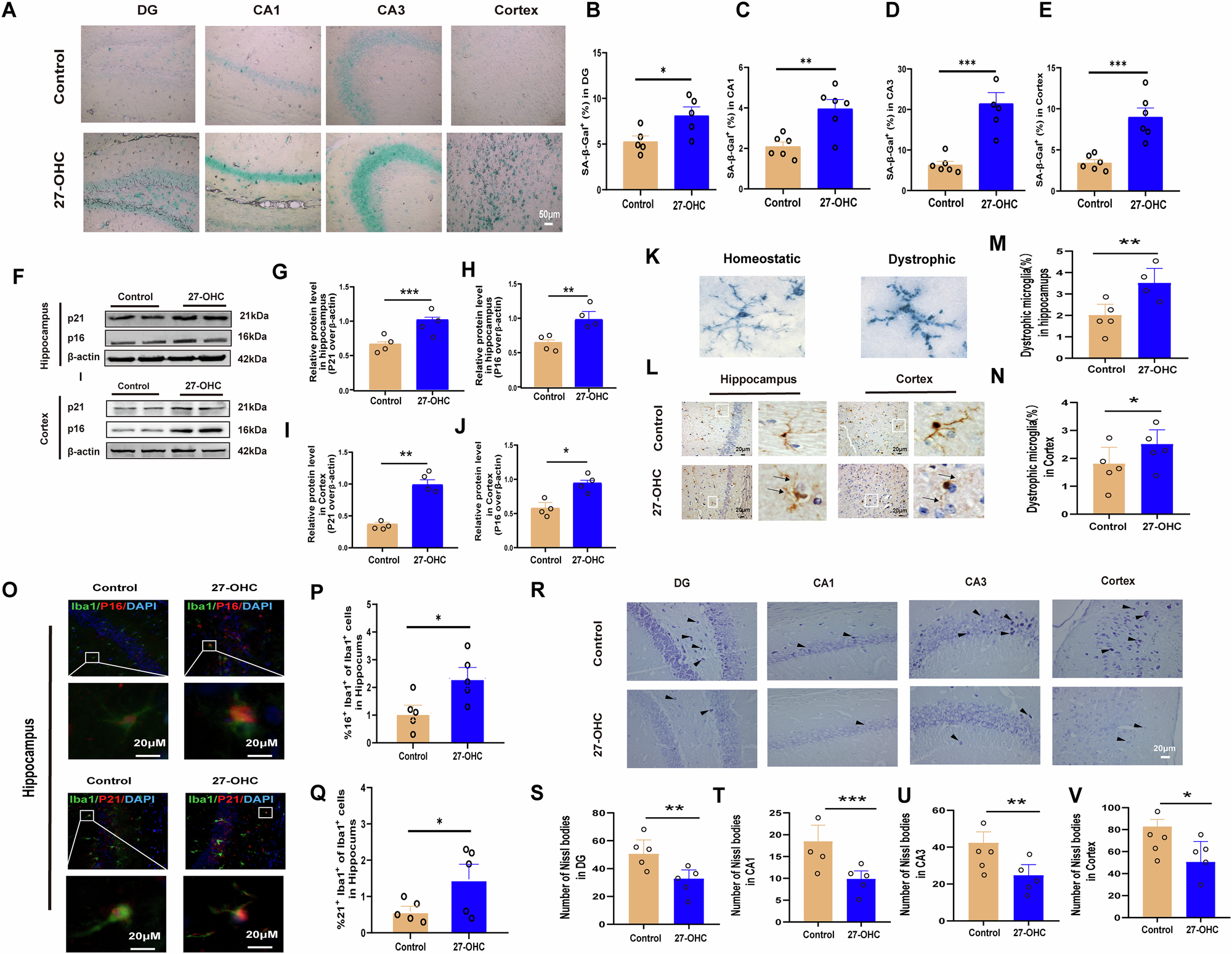 Fig. 5: Effect of 27-OHC on brain aging.