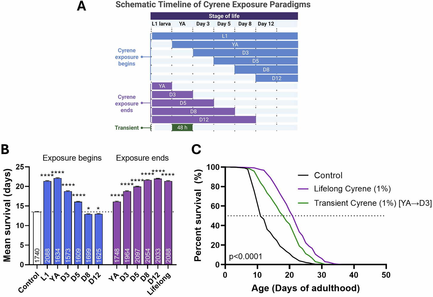 Fig. 5: Early-life exposure to Cyrene is sufficient to extend lifespan.