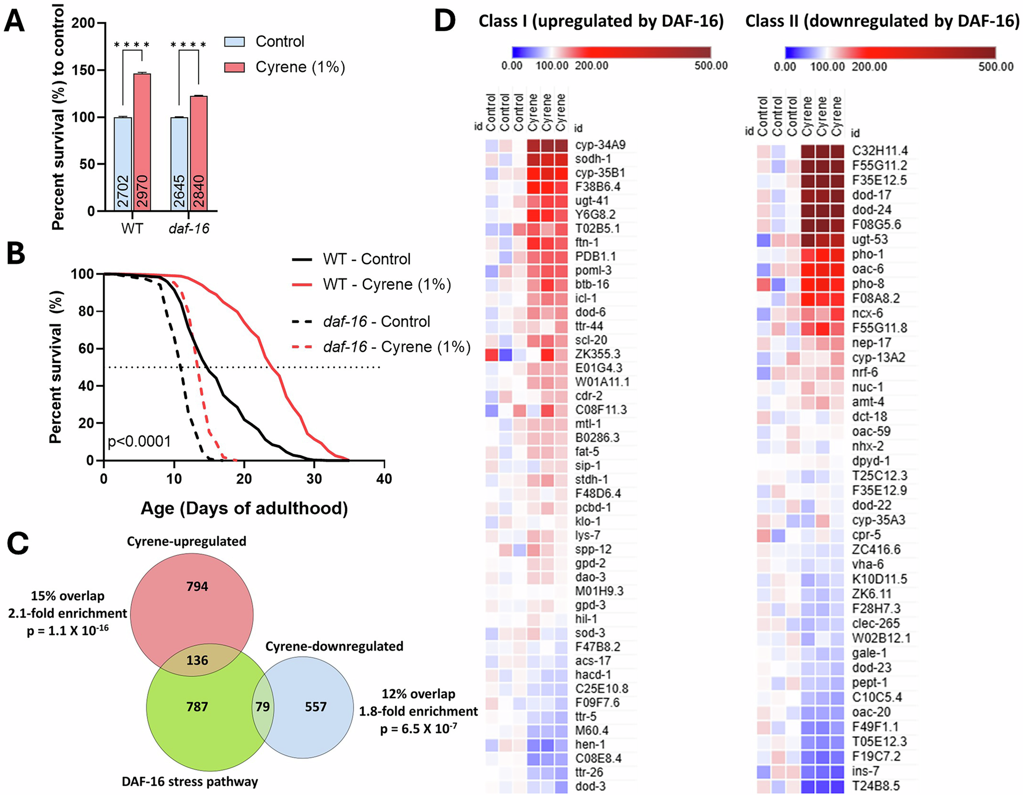Fig. 6: Cyrene extends lifespan in daf-16 mutants and modulates DAF-16–associated transcriptional networks.