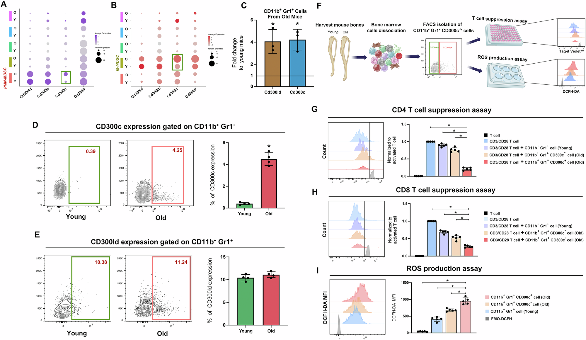 Fig. 3: CD11b+Gr1+CD300c+ cells demonstrated a robust ability of T cell suppression and enhanced production of ROS.