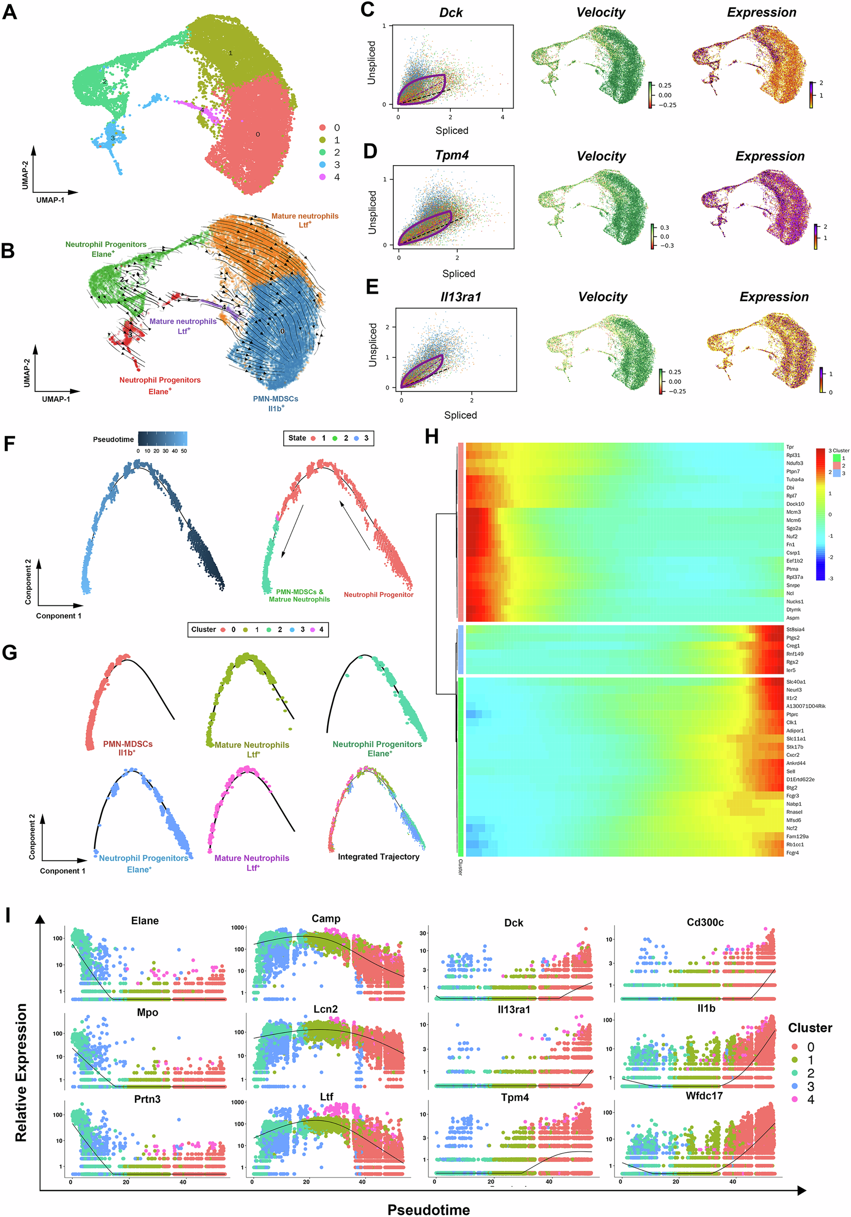 Fig. 4: PMN-MDSCs from bone marrow share the similar developmental trajectory with neutrophilic lineage during aging, and may partially develop from mature neutrophils.