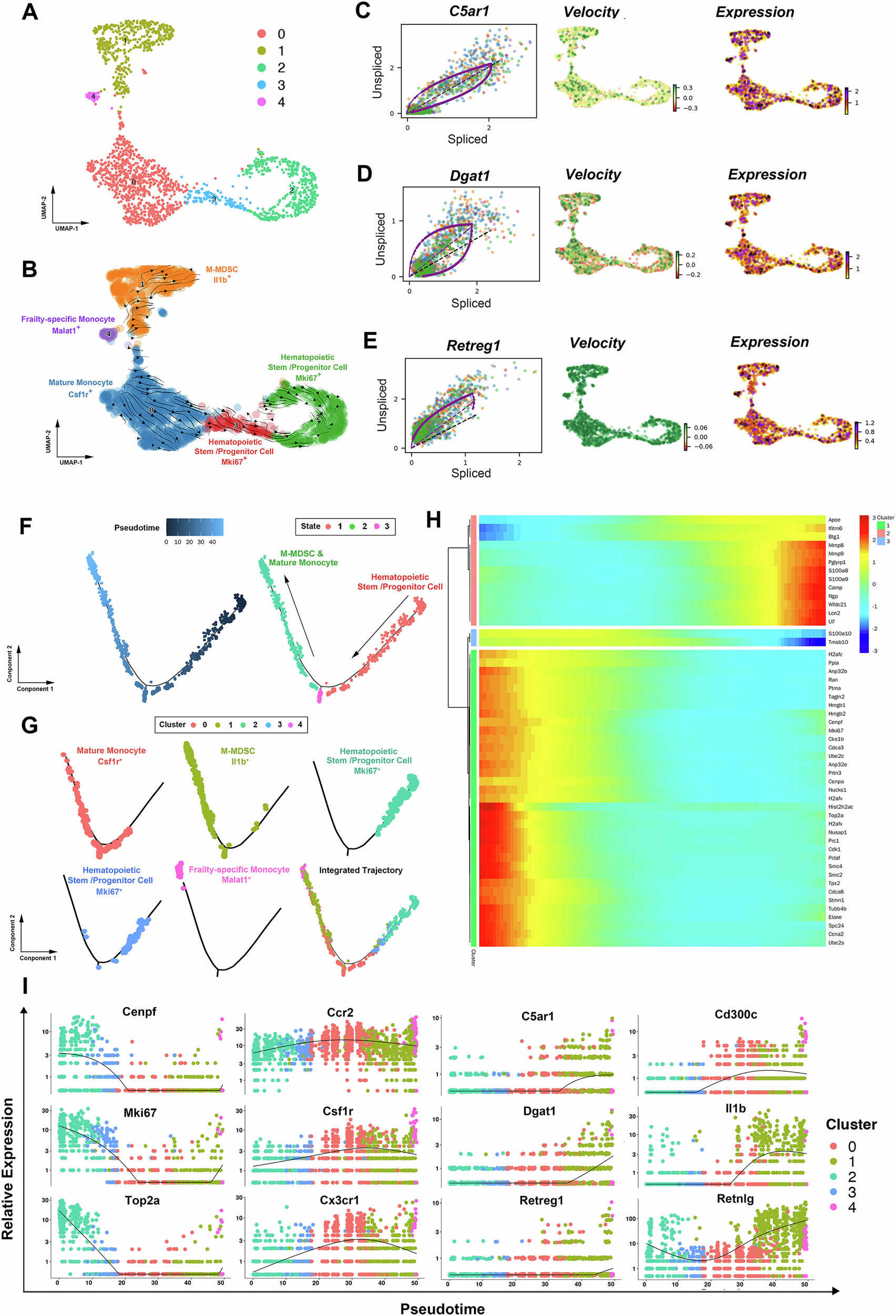 Fig. 5: M-MDSCs from bone marrow share a similar developmental trajectory with monocytic lineage during aging, and may partially develop from mature monocytes.