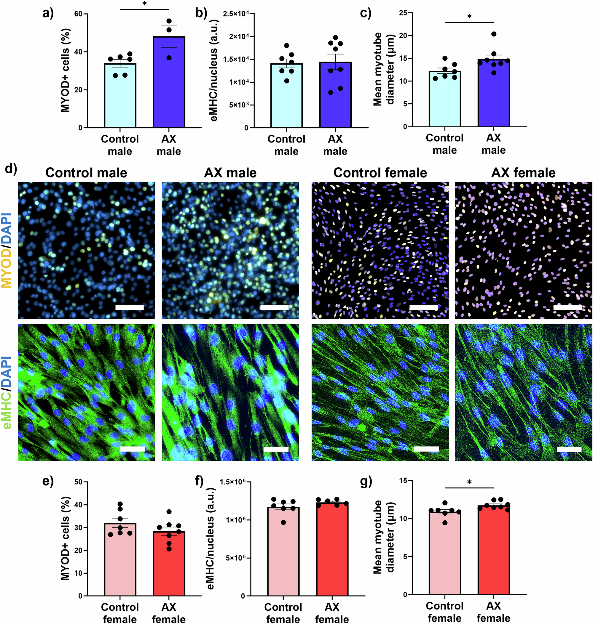 Fig. 1: Astaxanthin enhances myogenicity to a greater extent in aged male hMPCs compared to aged female hMPCs.