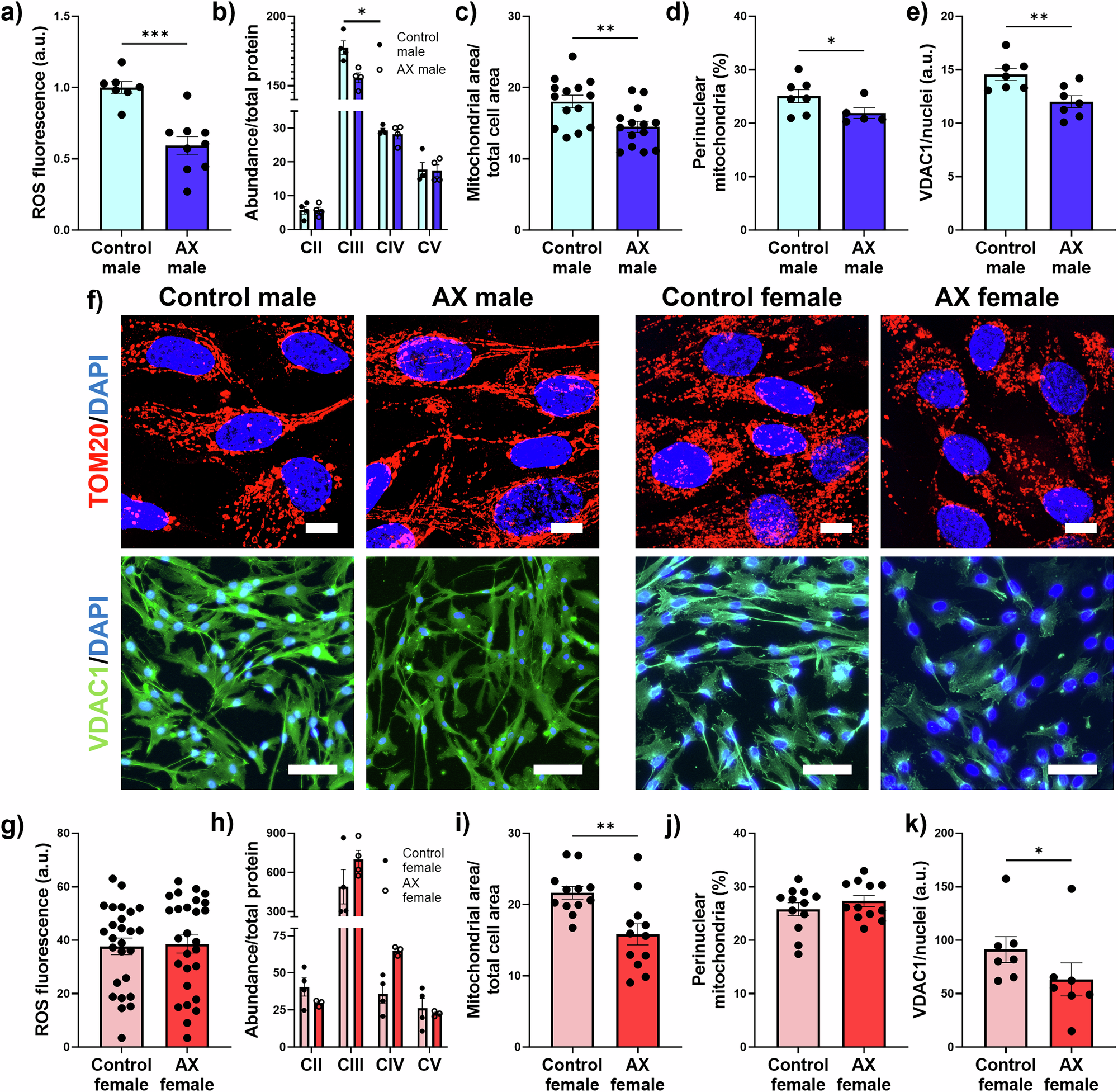 Fig. 2: Mitochondria in hMPCs exhibit sexually dimorphic responses to astaxanthin treatment.