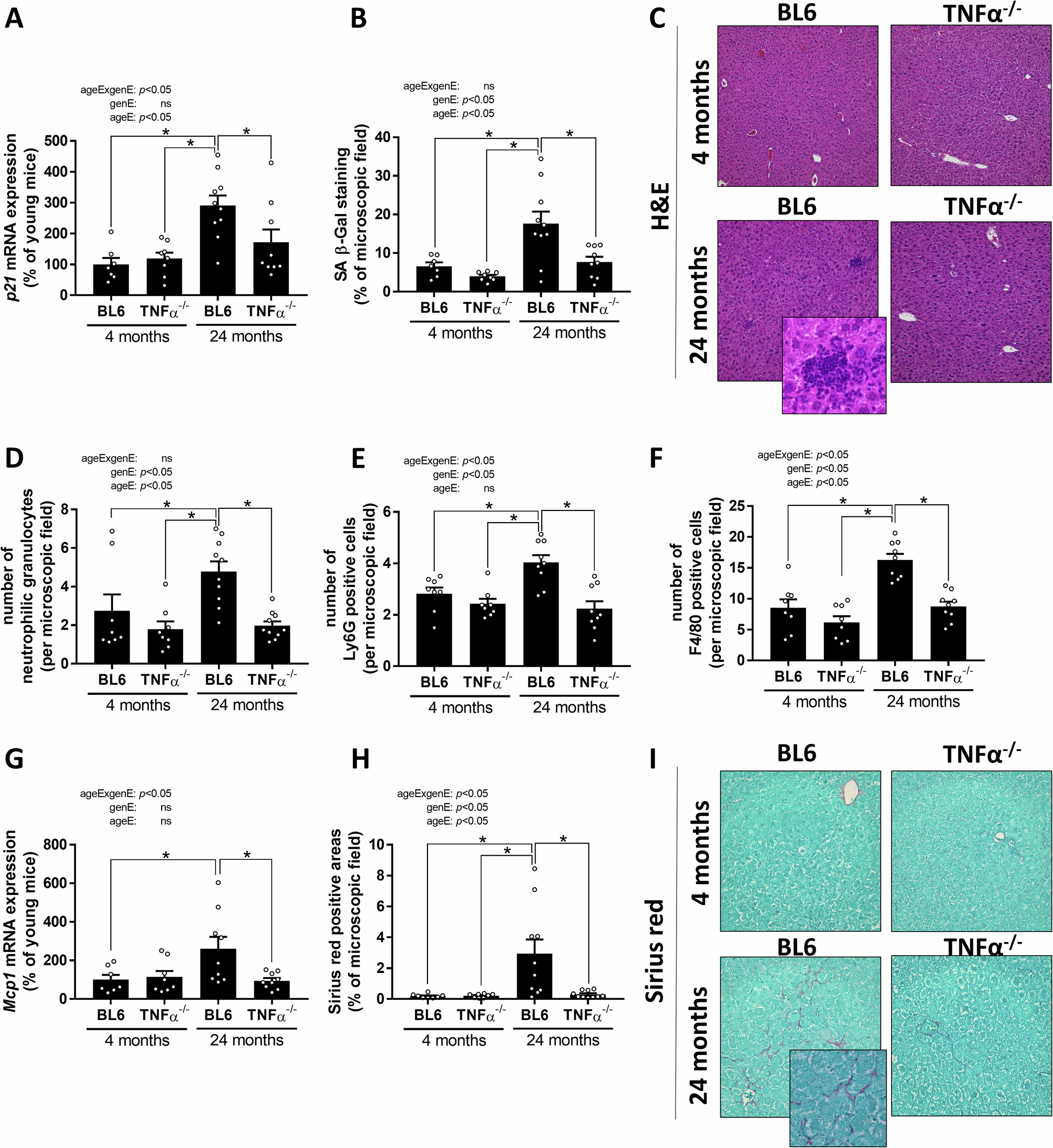 Fig. 2: Indices of liver inflammation and fibrosis in young and 24 months old C57BL/6J and TNFα-/- mice.