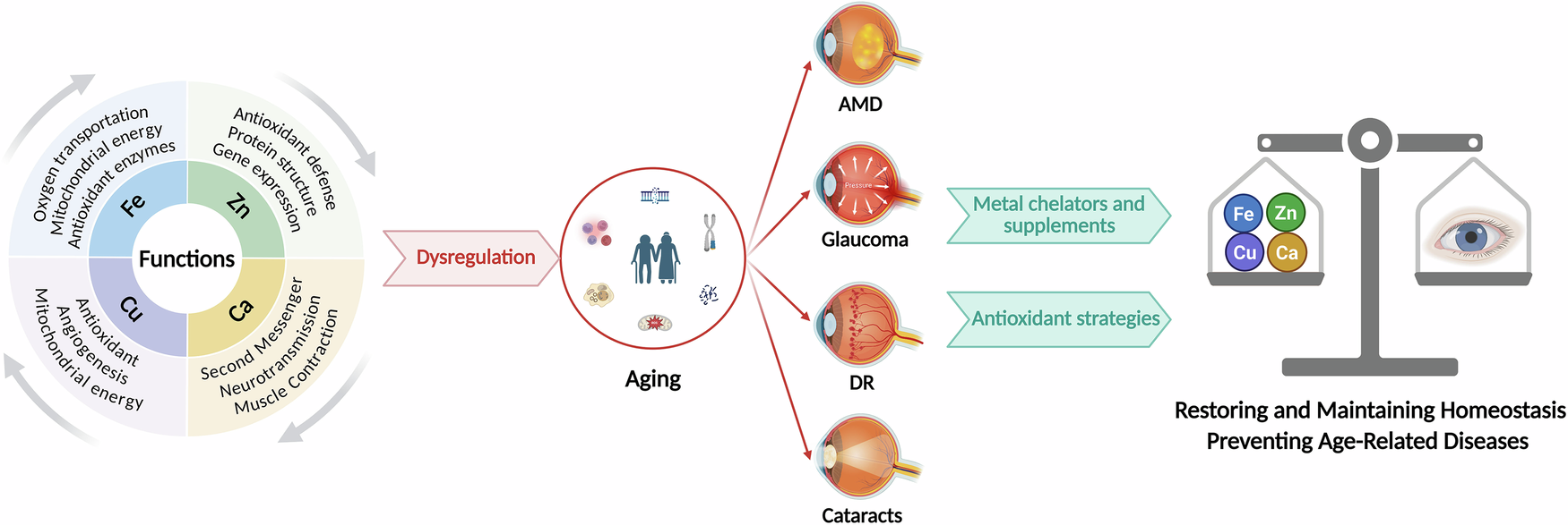 Metal ions in aging and ocular diseases: biology, pathophysiology, and therapeutic strategies