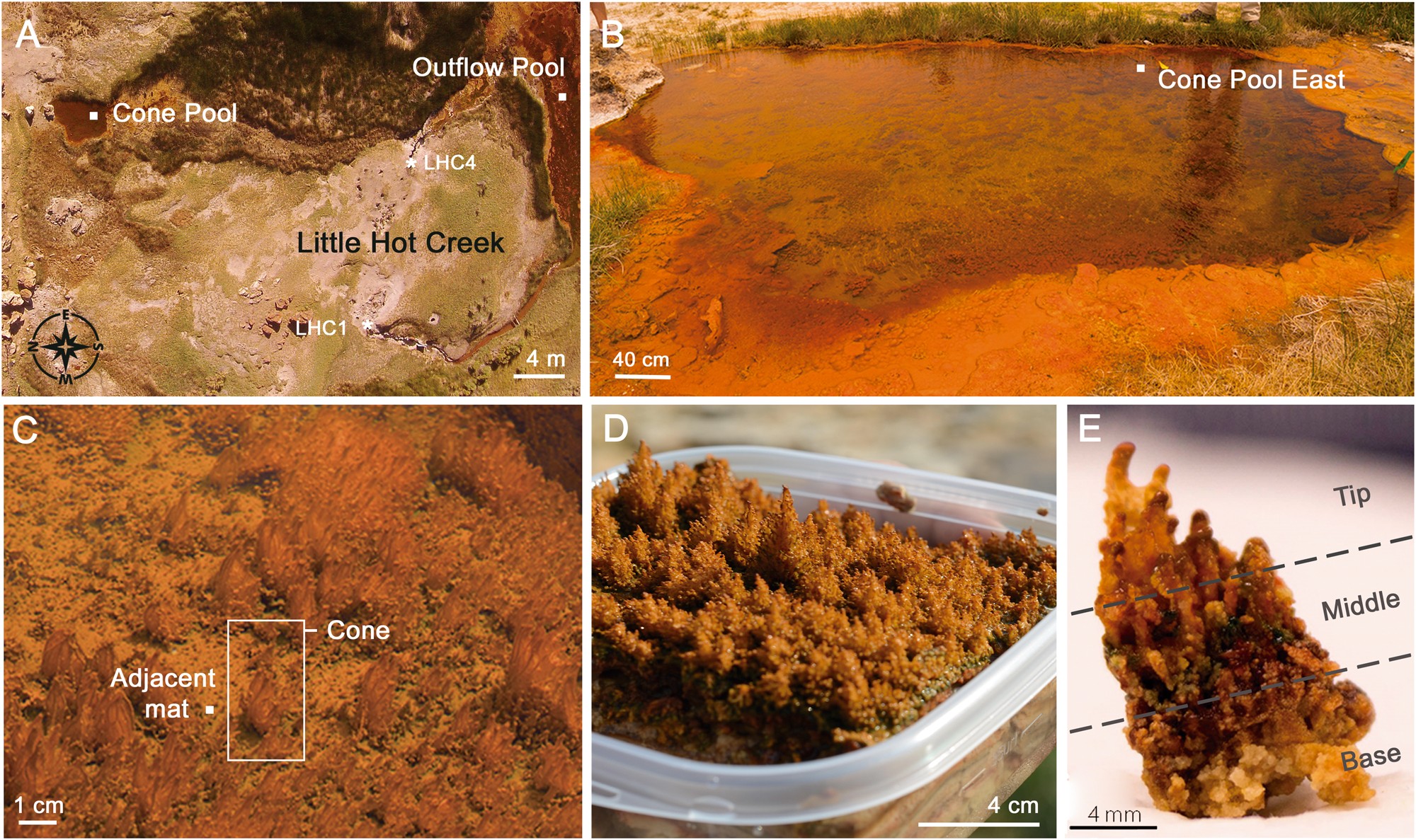 Carbonate-rich dendrolitic cones: insights into a modern analog for  incipient microbialite formation, Little Hot Creek, Long Valley Caldera,  California | npj Biofilms and Microbiomes | Nagellacke