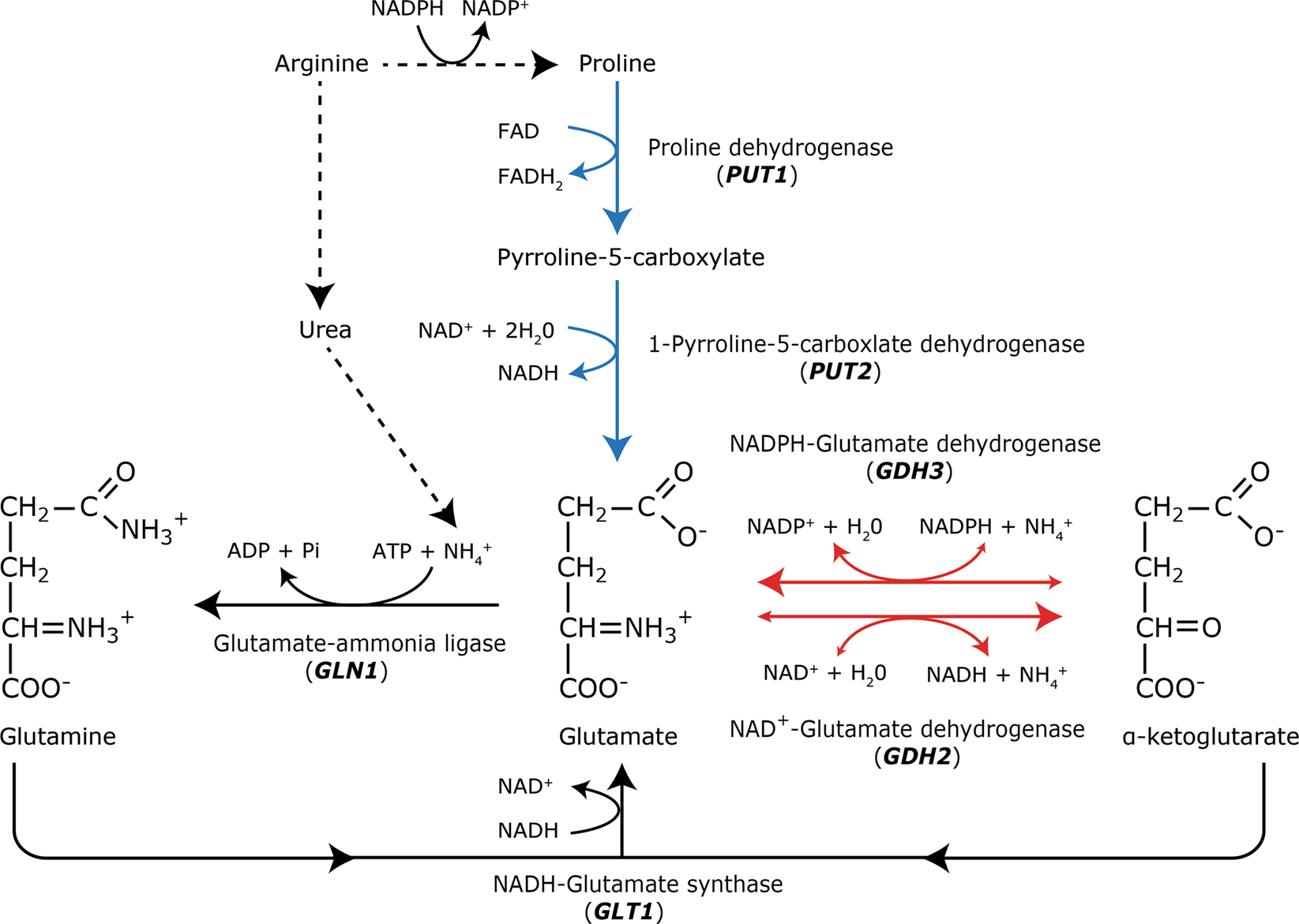 A metabolomic study of the effect of Candida albicans glutamate  dehydrogenase deletion on growth and morphogenesis