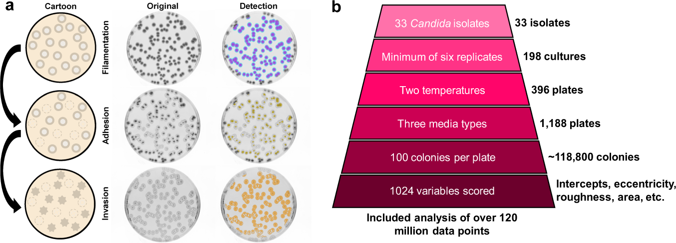Automated quantification of Candida albicans biofilm-related phenotypes  reveals additive contributions to biofilm production | npj Biofilms and  Microbiomes