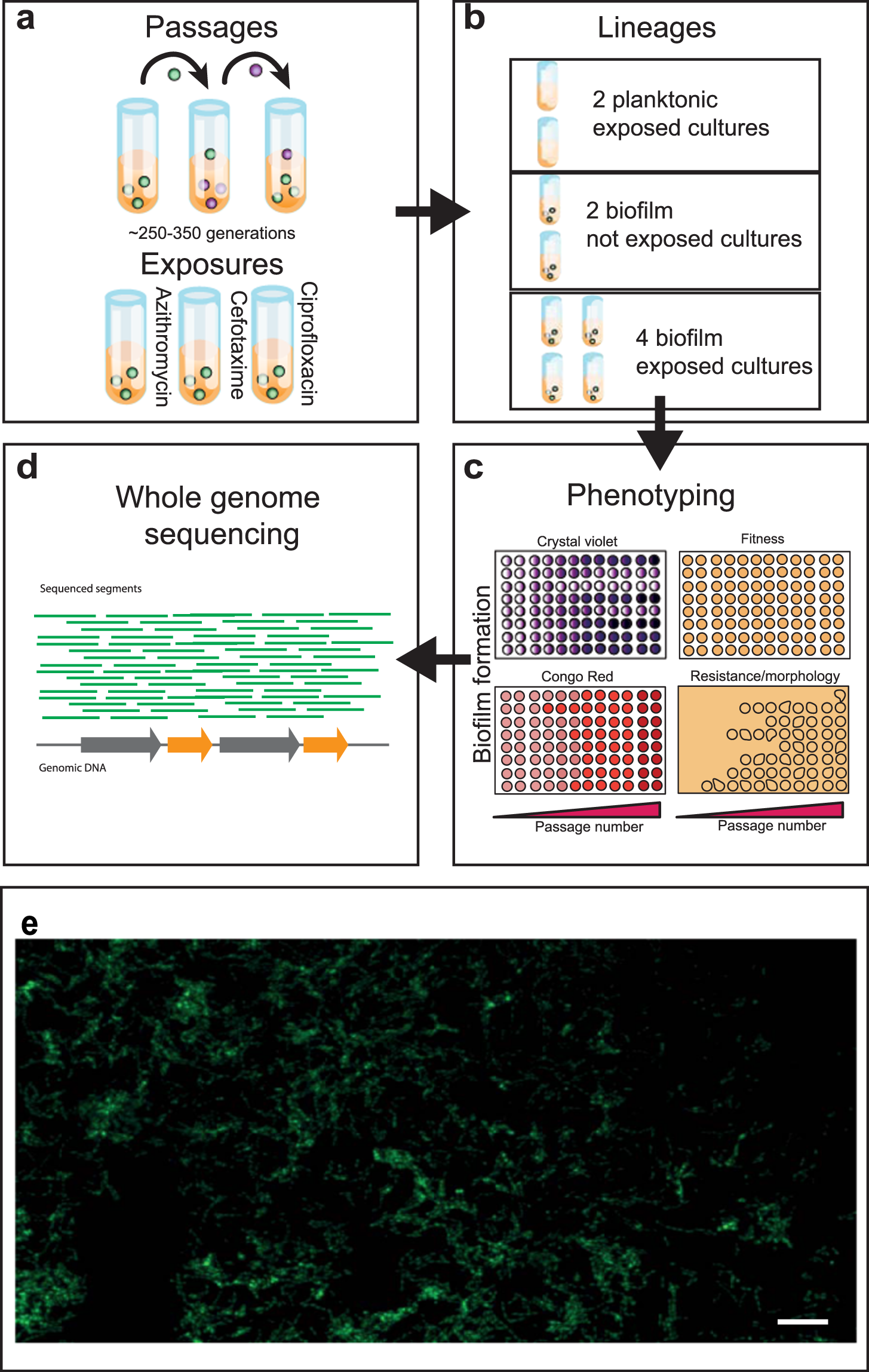 Evolving biofilm inhibition and eradication in clinical settings