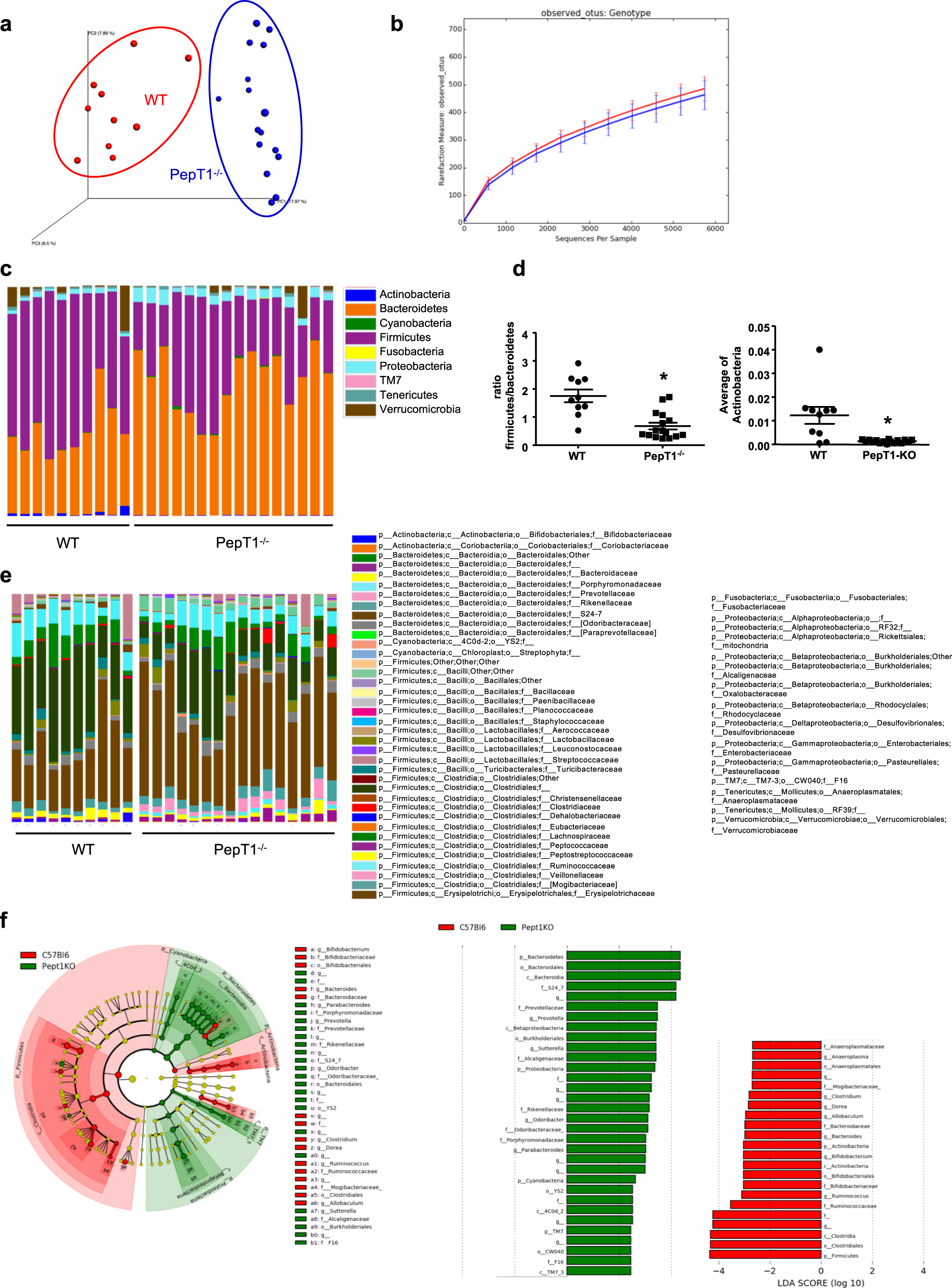 Fig. 2: The microbiota composition of PepT1−/− mice is altered.