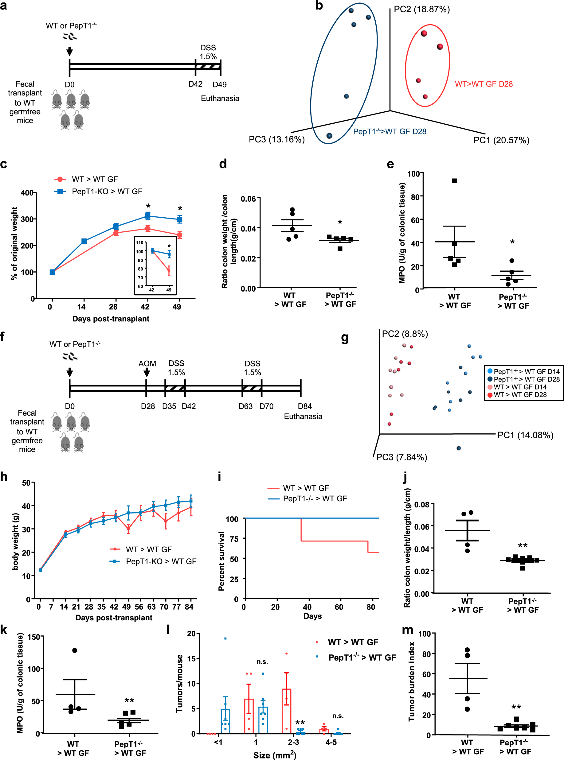 Fig. 3: The microbiota of PepT1−/− mice protects against colitis and CAC.