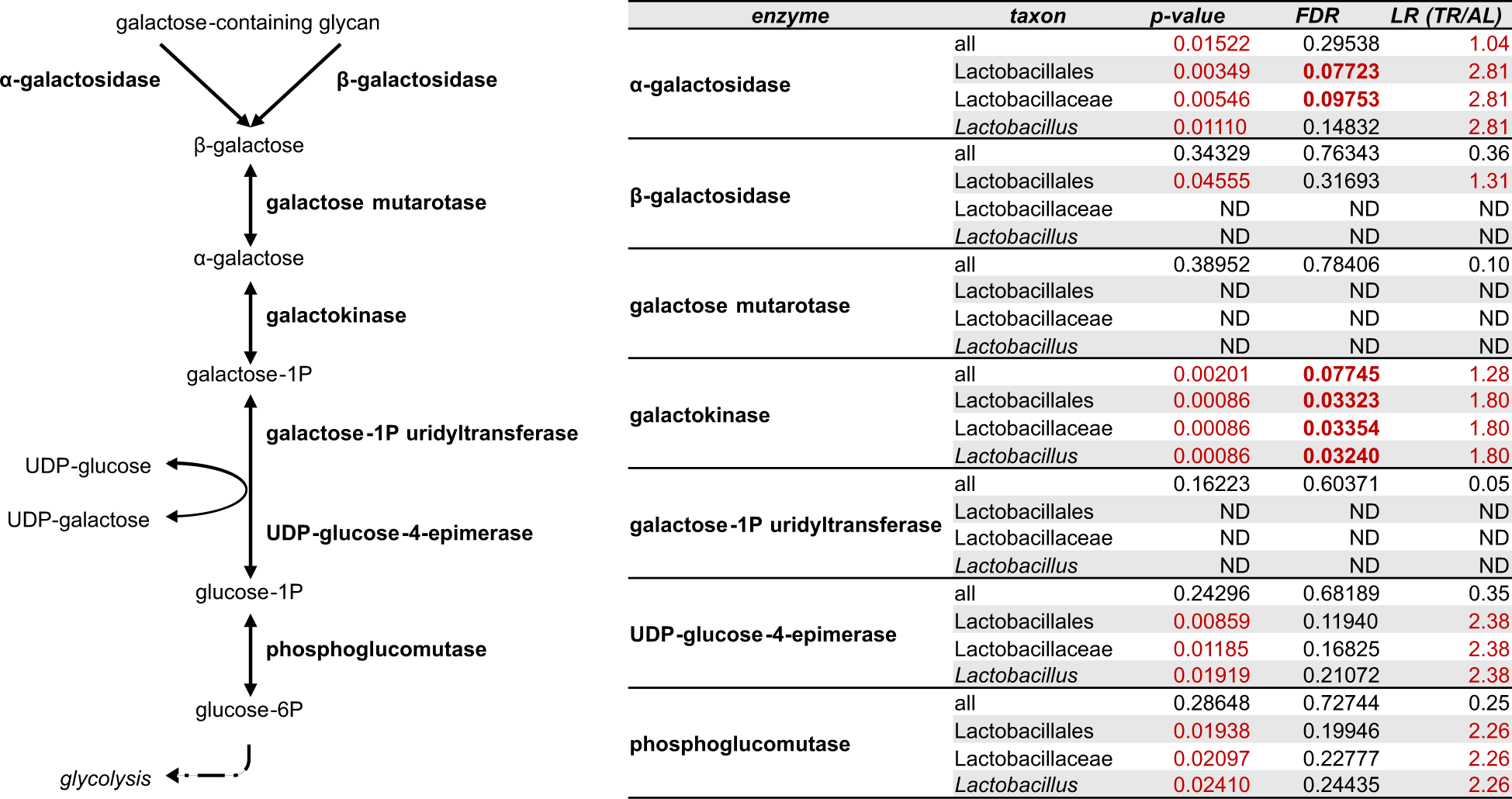 Fig. 6: Leloir pathway, galactose metabolism, and lactobacilli in the fecal microbiota of TR- vs. AL-fed rats.