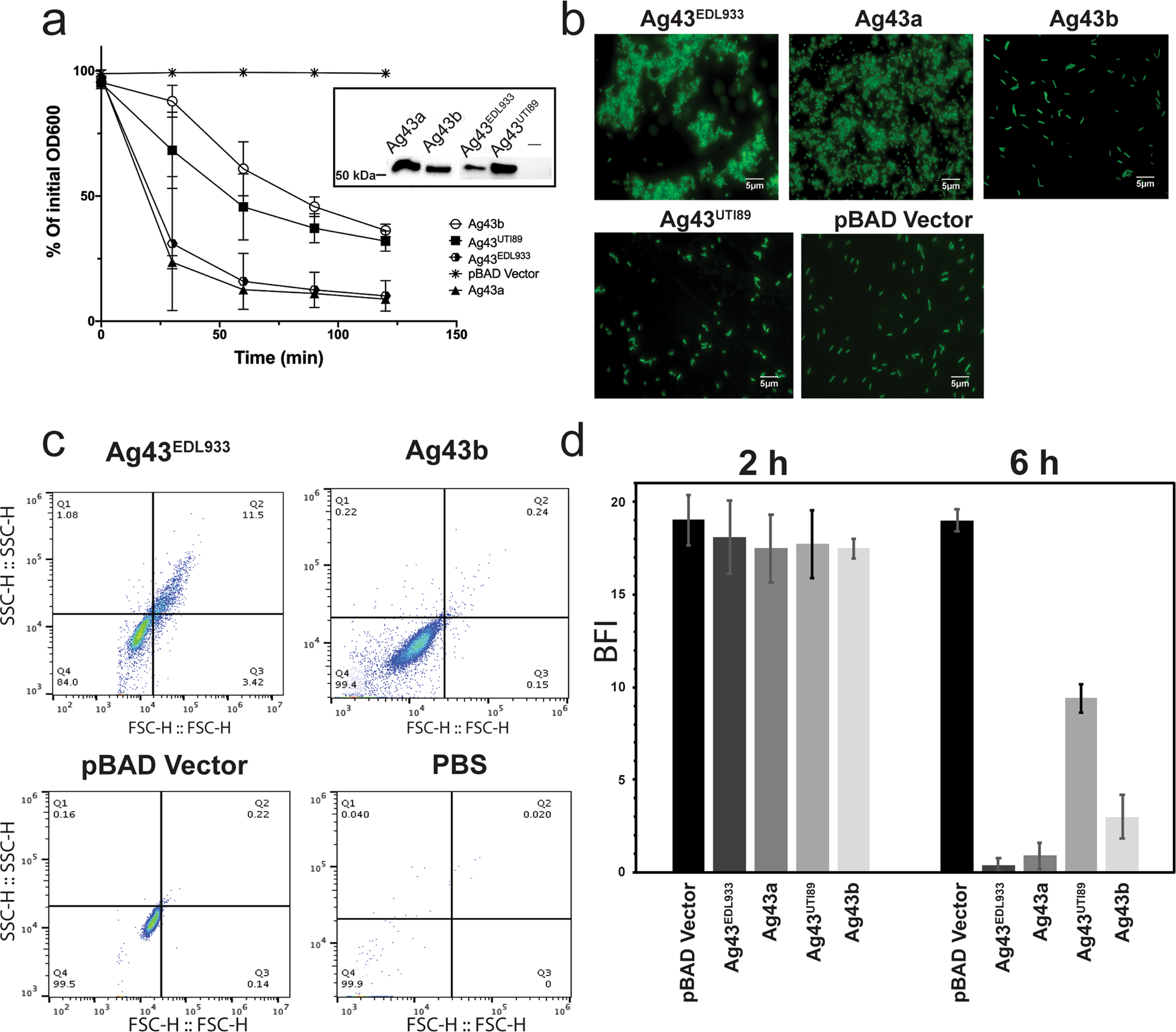Variation of Antigen 43 self-association modulates bacterial compacting  within aggregates and biofilms | npj Biofilms and Microbiomes