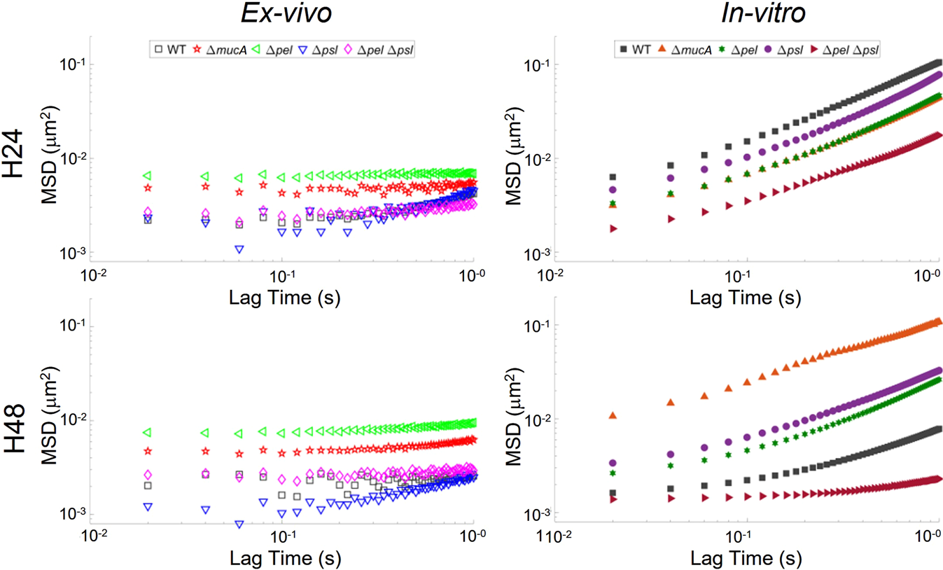 Microrheology Of Pseudomonas Aeruginosa Biofilms Grown In Wound Beds Npj Biofilms And Microbiomes