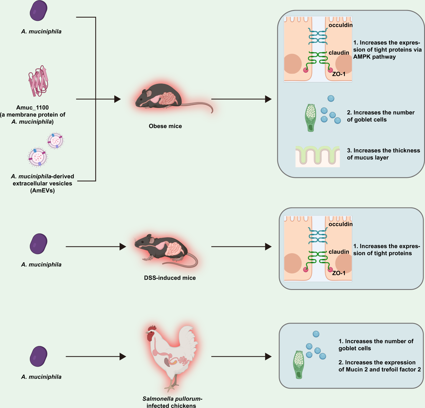 Fig. 2: The possible mechanisms of A. muciniphila regulating intestinal barrier summarized according to existing references.